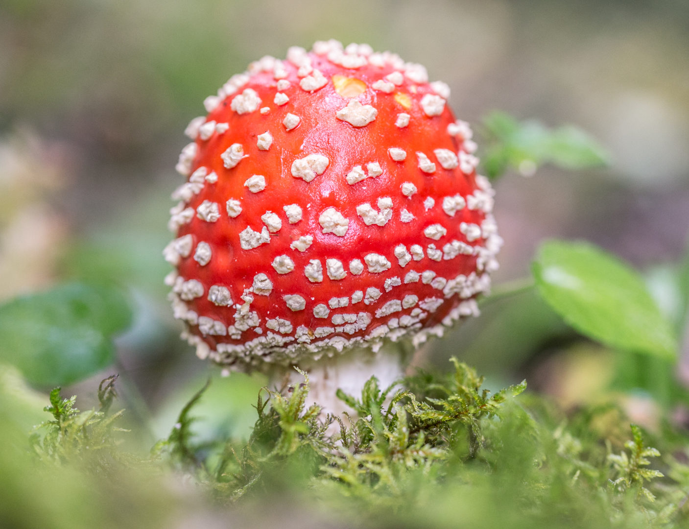 Valokuvaaja: Anne Patana