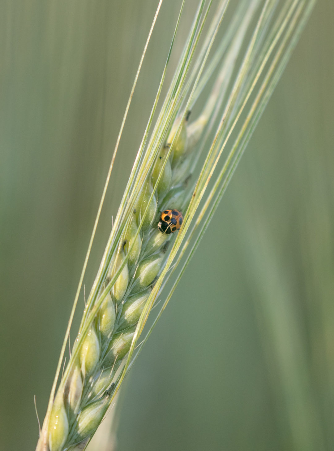 Valokuvaaja: Anne Patana