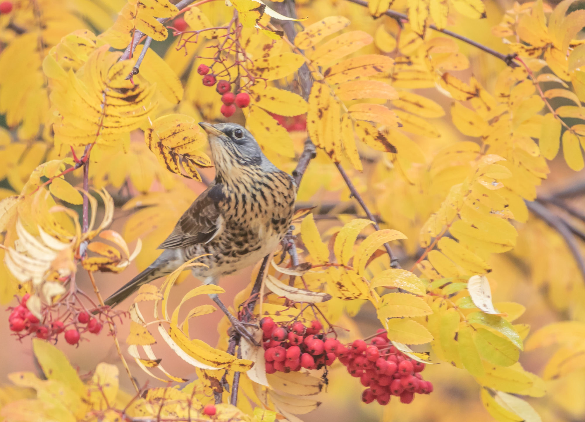 Valokuvaaja: Anne Patana Valokuvaaja: Anne Patana