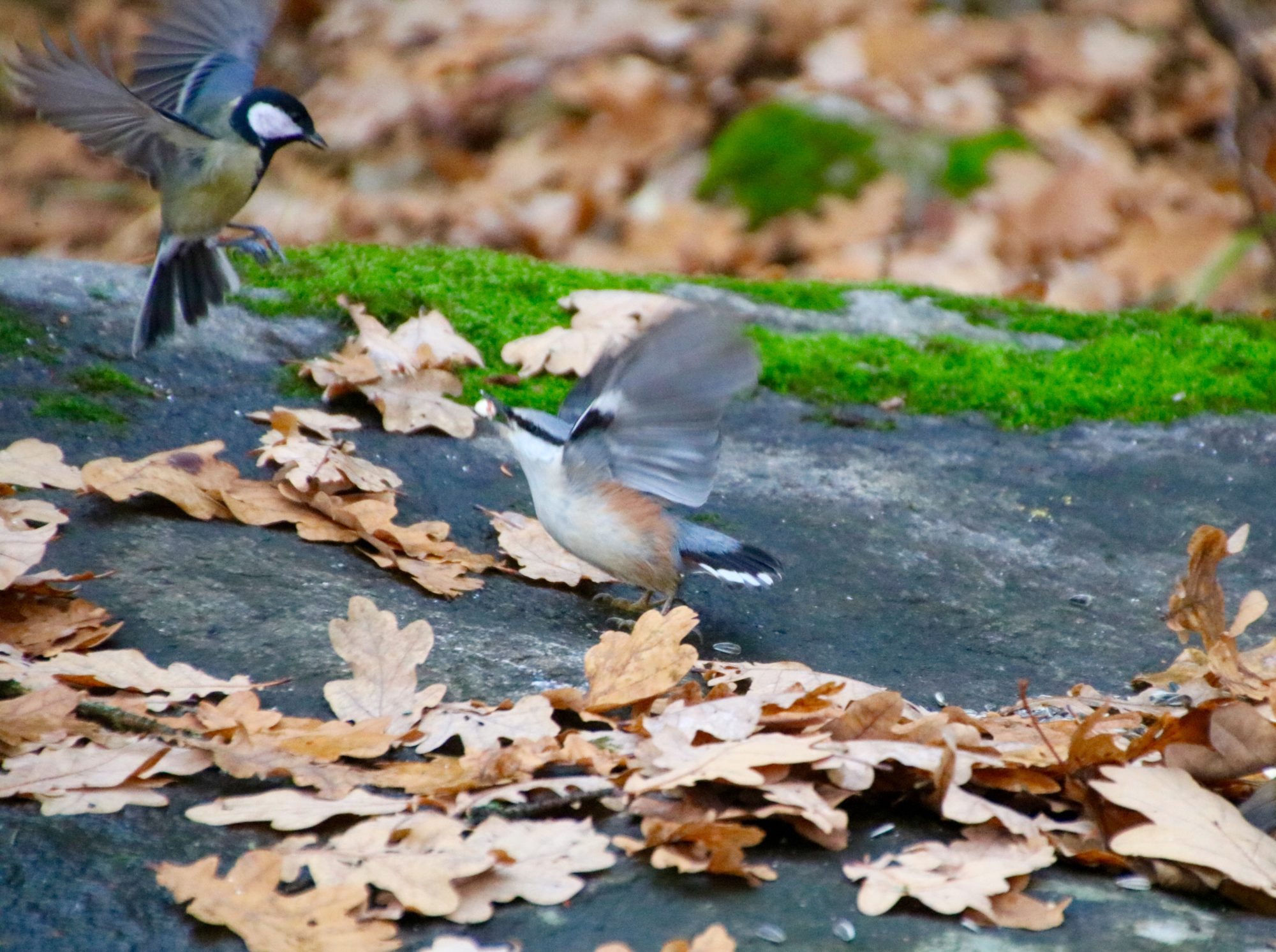 Valokuvaaja: Pirjo Kallio