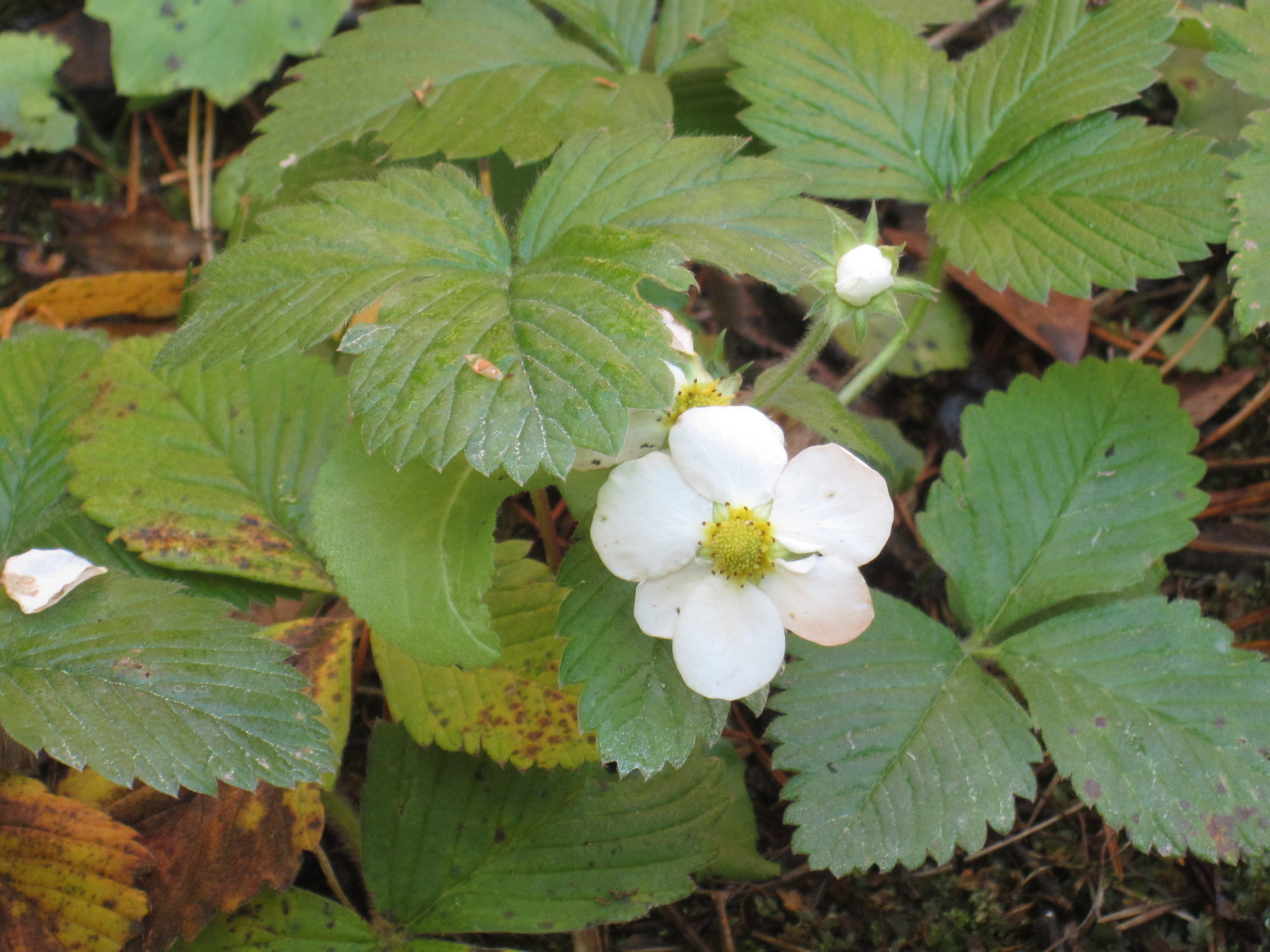 Valokuvaaja: Marita Portin