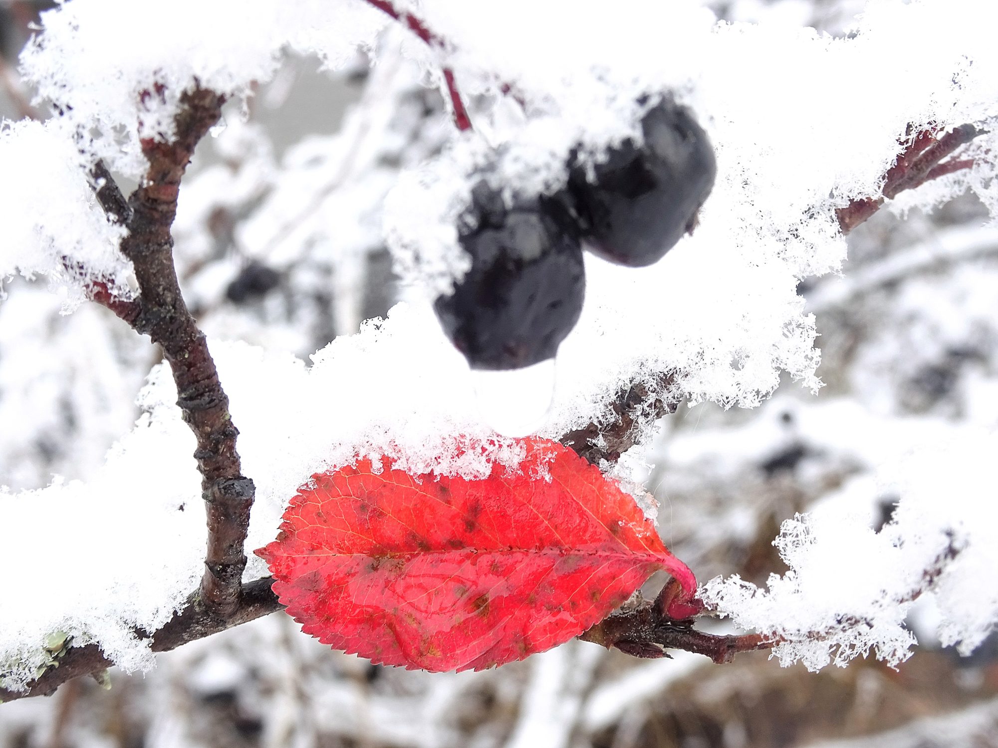 Valokuvaaja: Irja Lehtinen Valokuvaaja: Irja Lehtinen