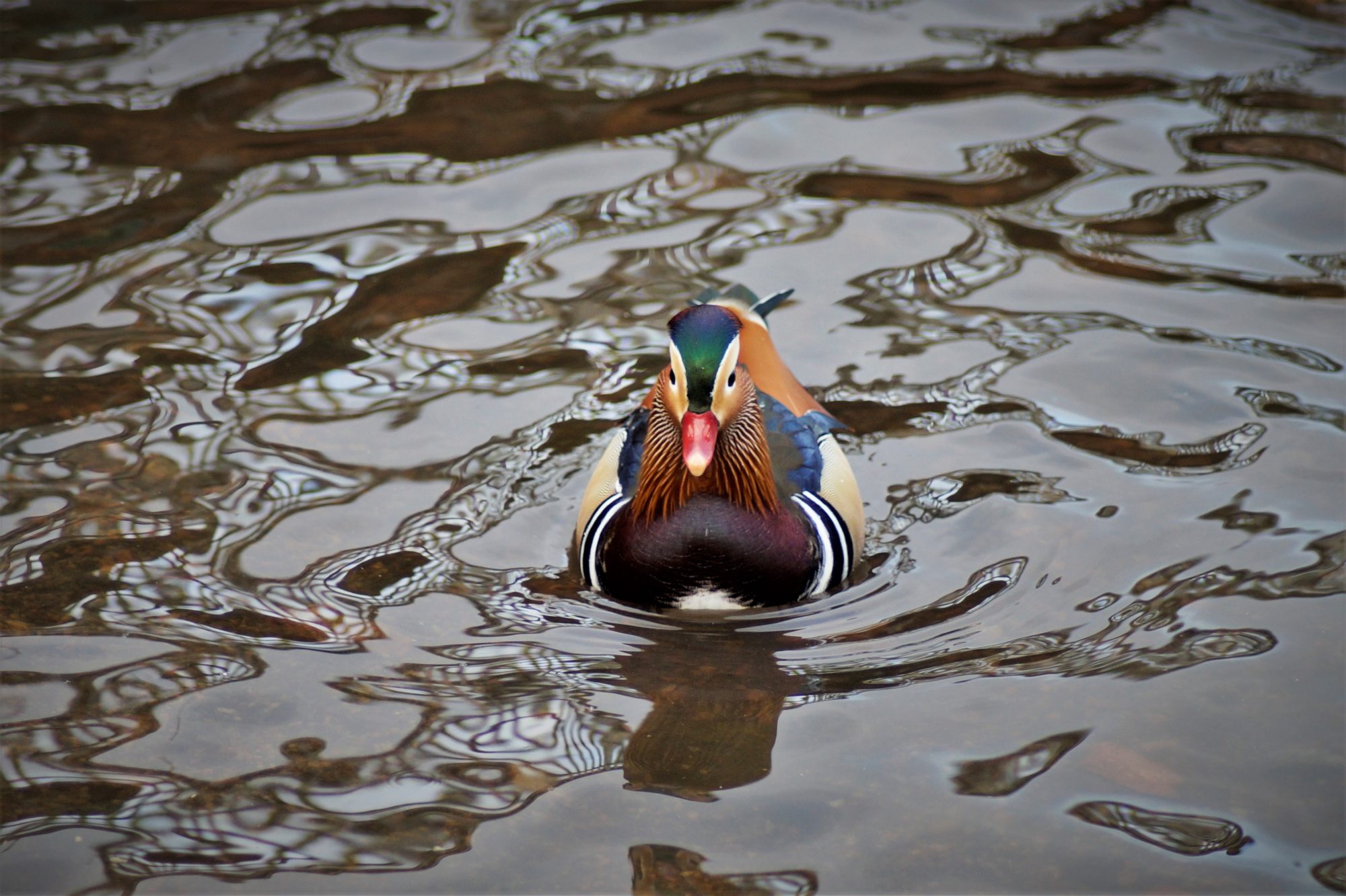 Valokuvaaja: Maarit Siitonen