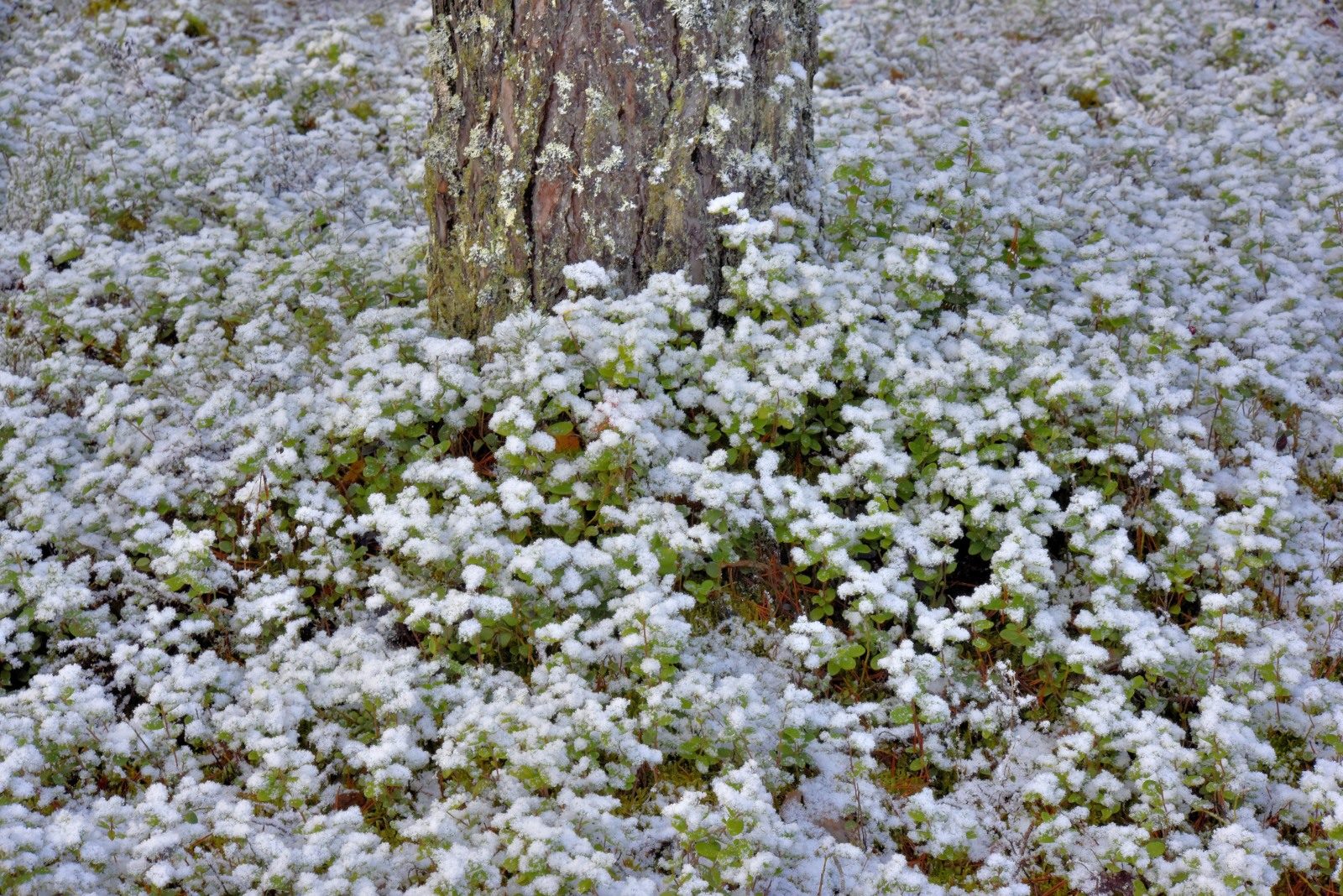 Valokuvaaja: Reijo Juurinen Valokuvaaja: Reijo Juurinen