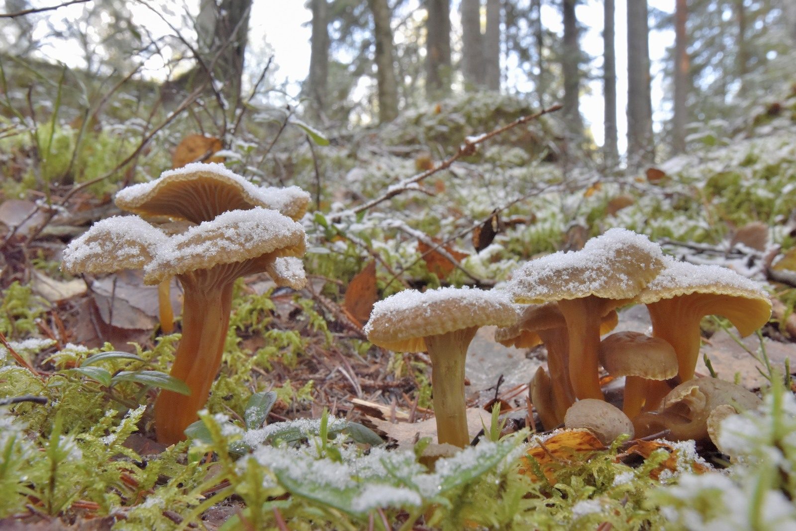 Valokuvaaja: Reijo Juurinen Valokuvaaja: Reijo Juurinen