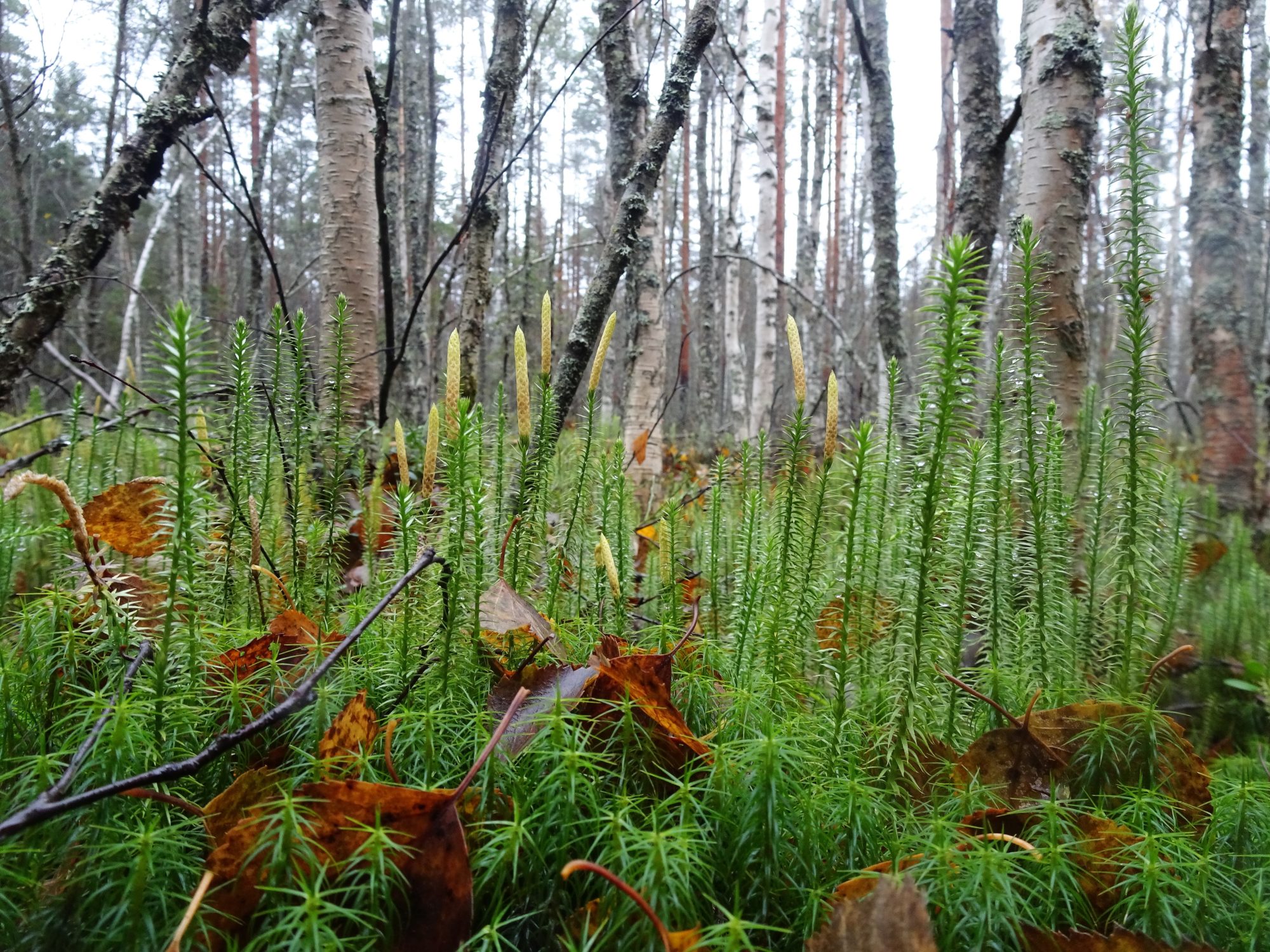 Valokuvaaja: Irja Lehtinen