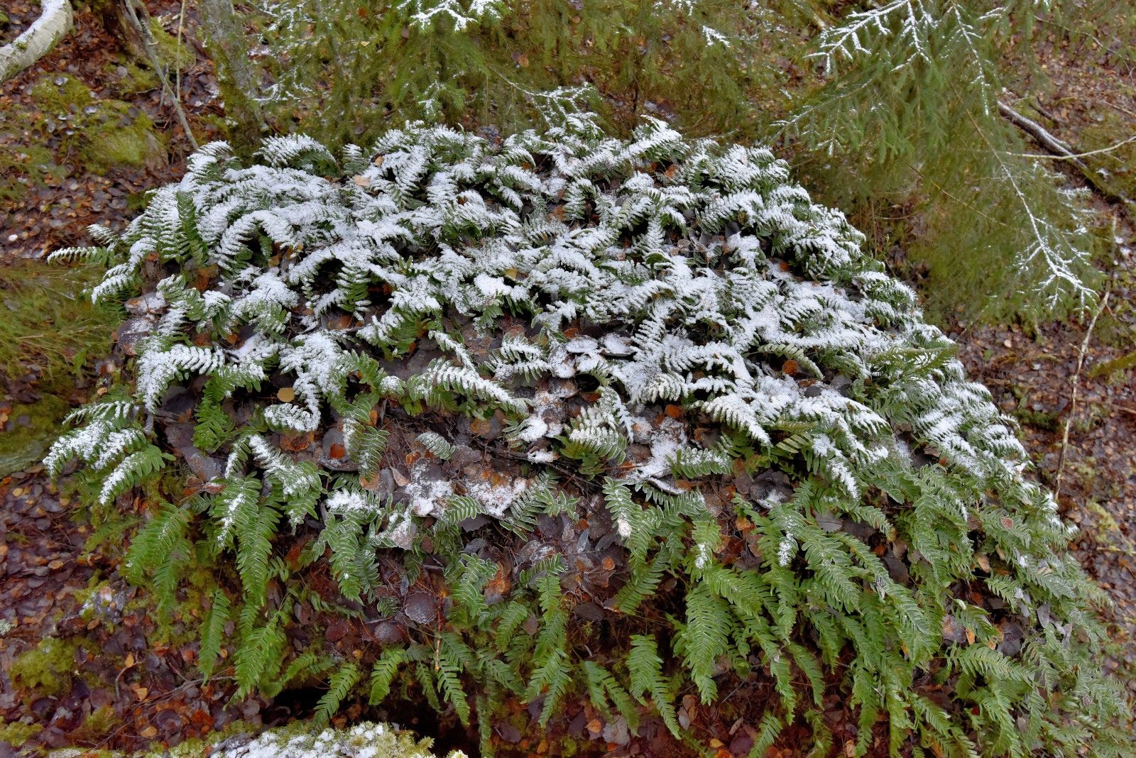 Valokuvaaja: Reijo Juurinen Valokuvaaja: Reijo Juurinen
