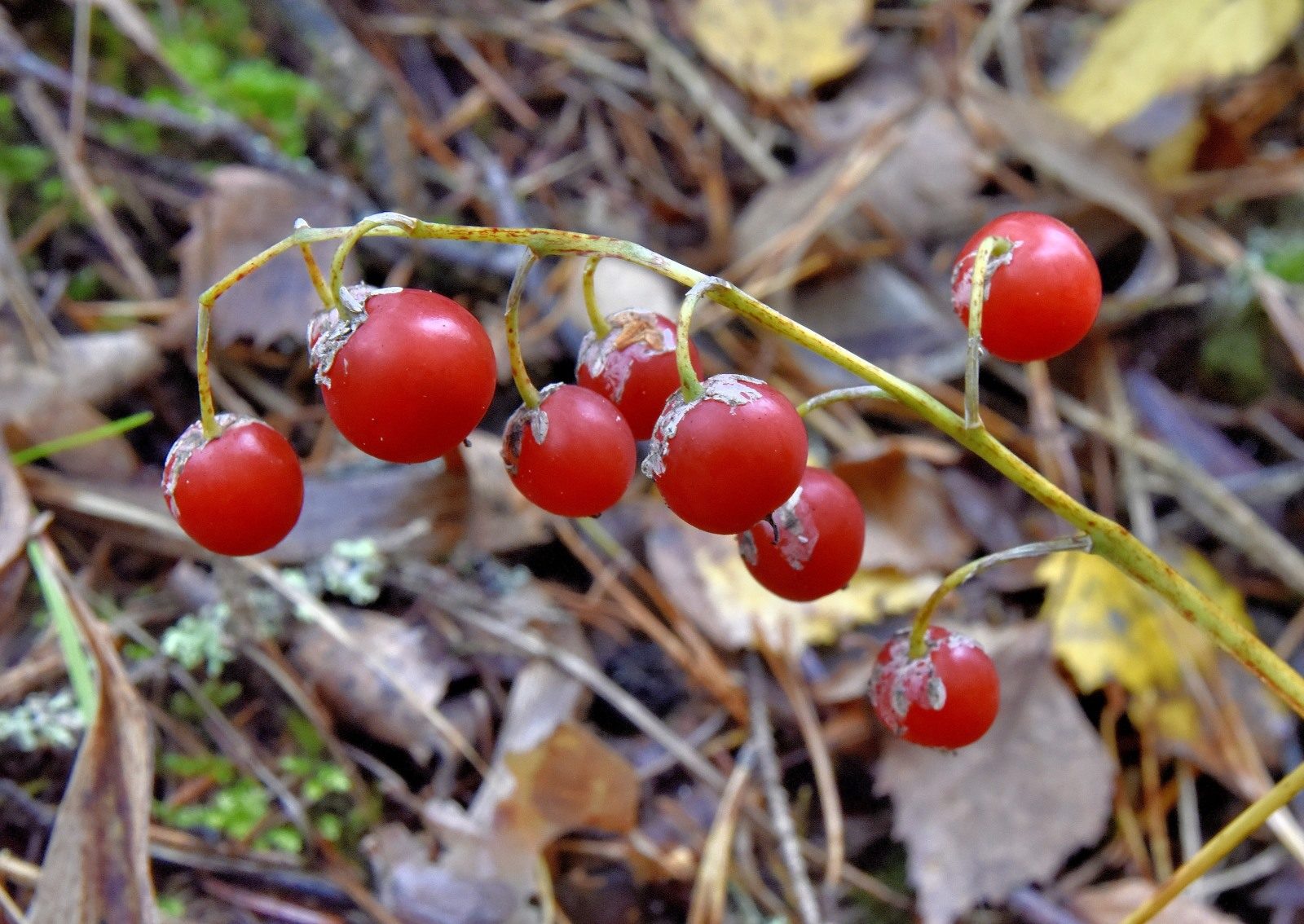Valokuvaaja: Reijo Juurinen Valokuvaaja: Reijo Juurinen