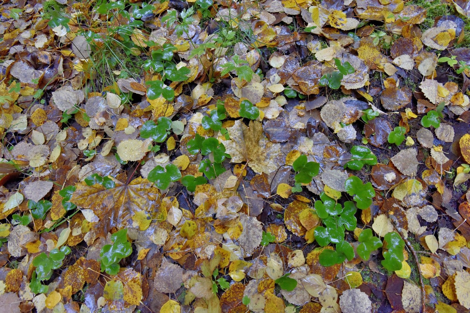 Valokuvaaja: Reijo Juurinen