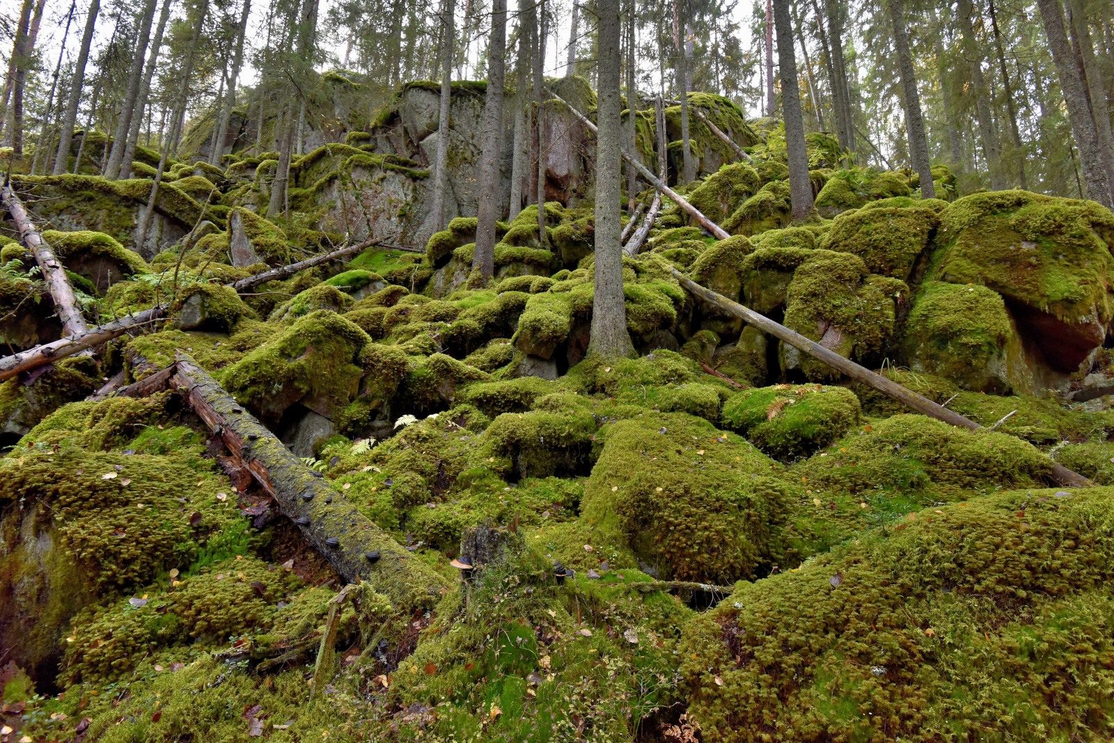 Valokuvaaja: Reijo Juurinen