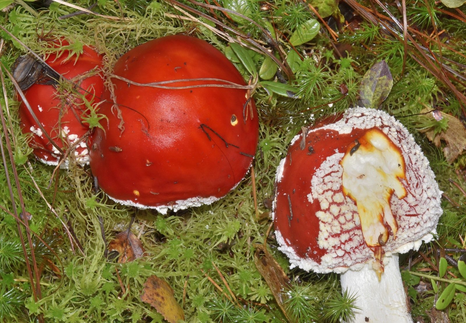 Valokuvaaja: Reijo Juurinen