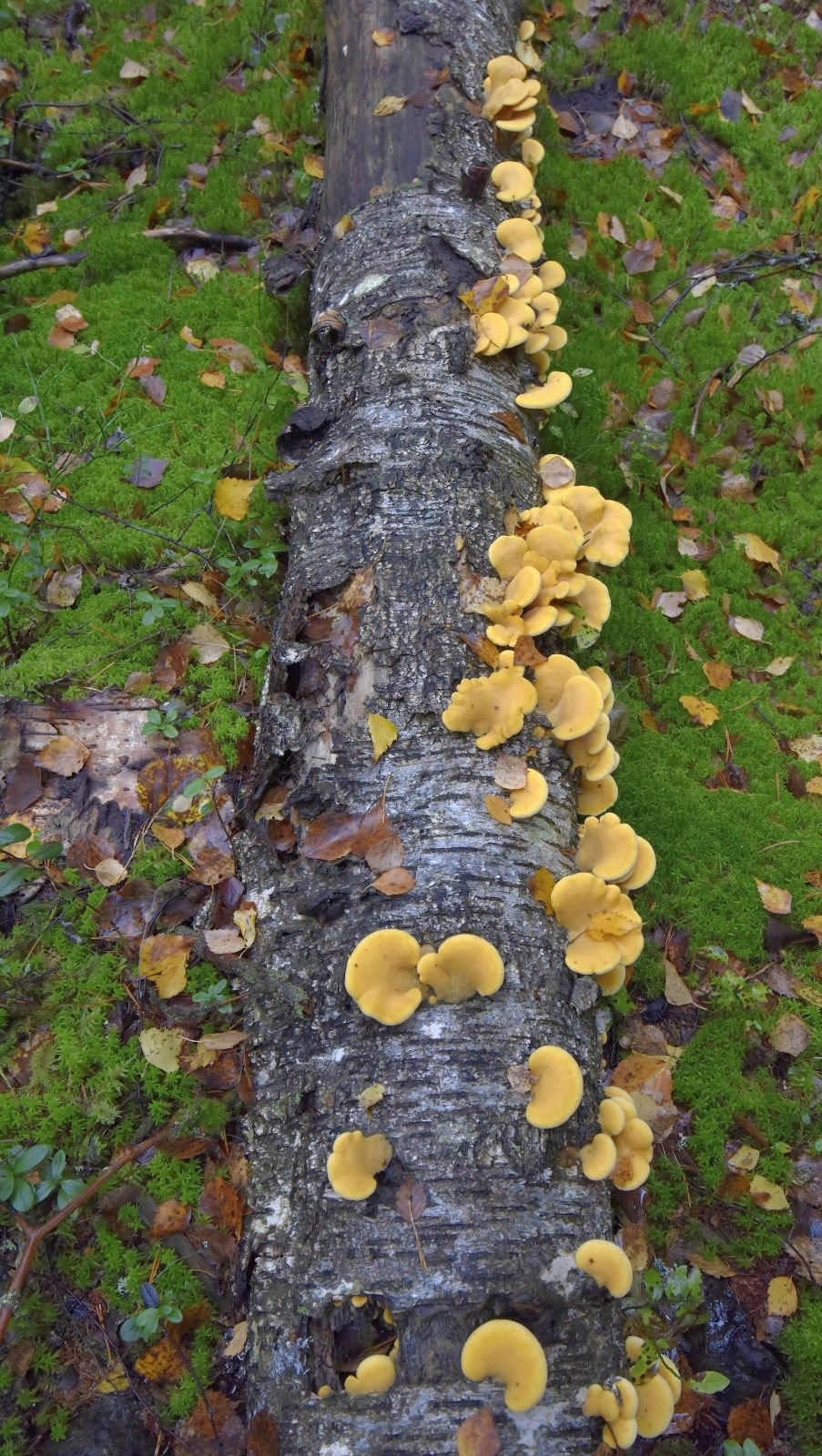 Valokuvaaja: Reijo Juurinen