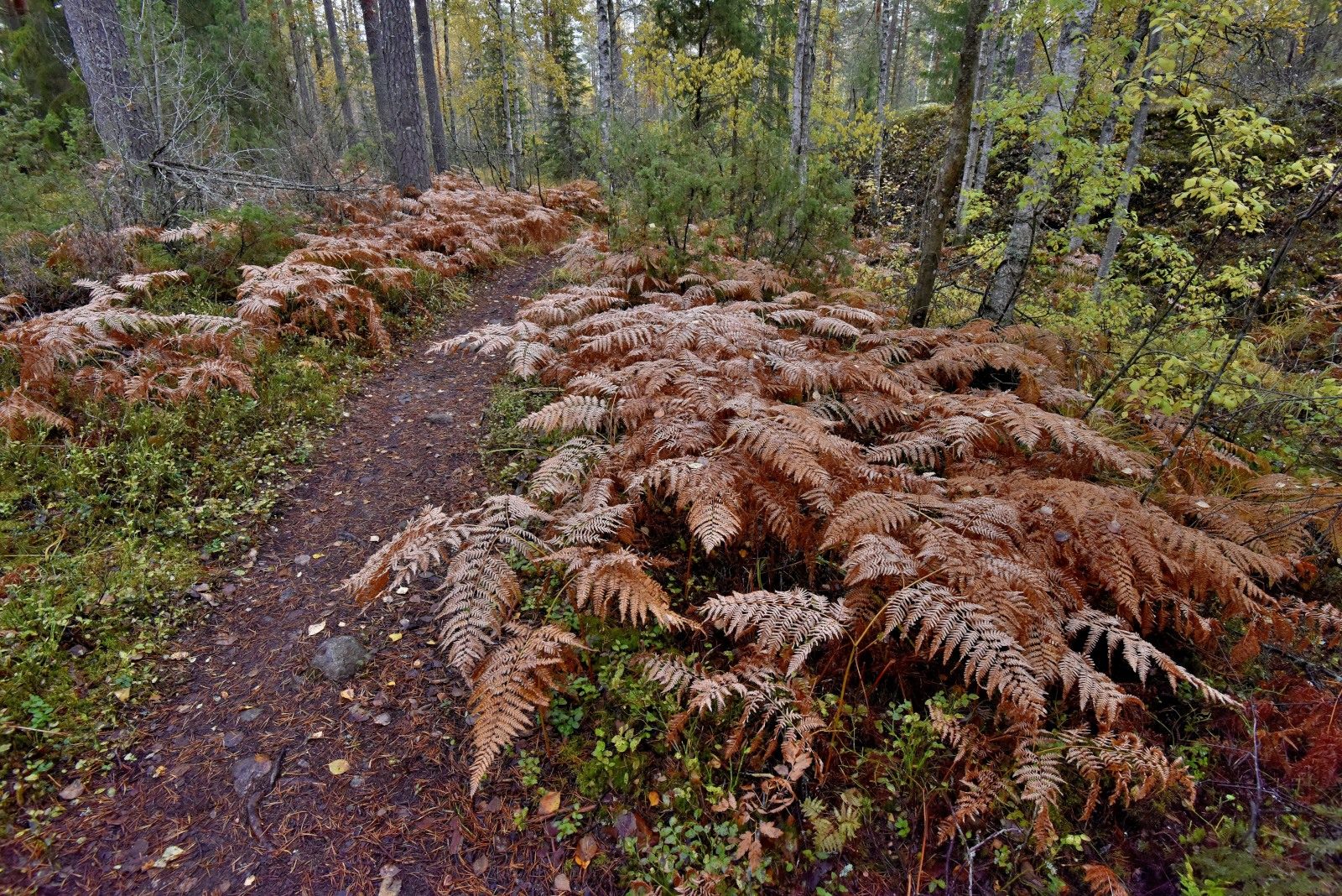 Valokuvaaja: Reijo Juurinen