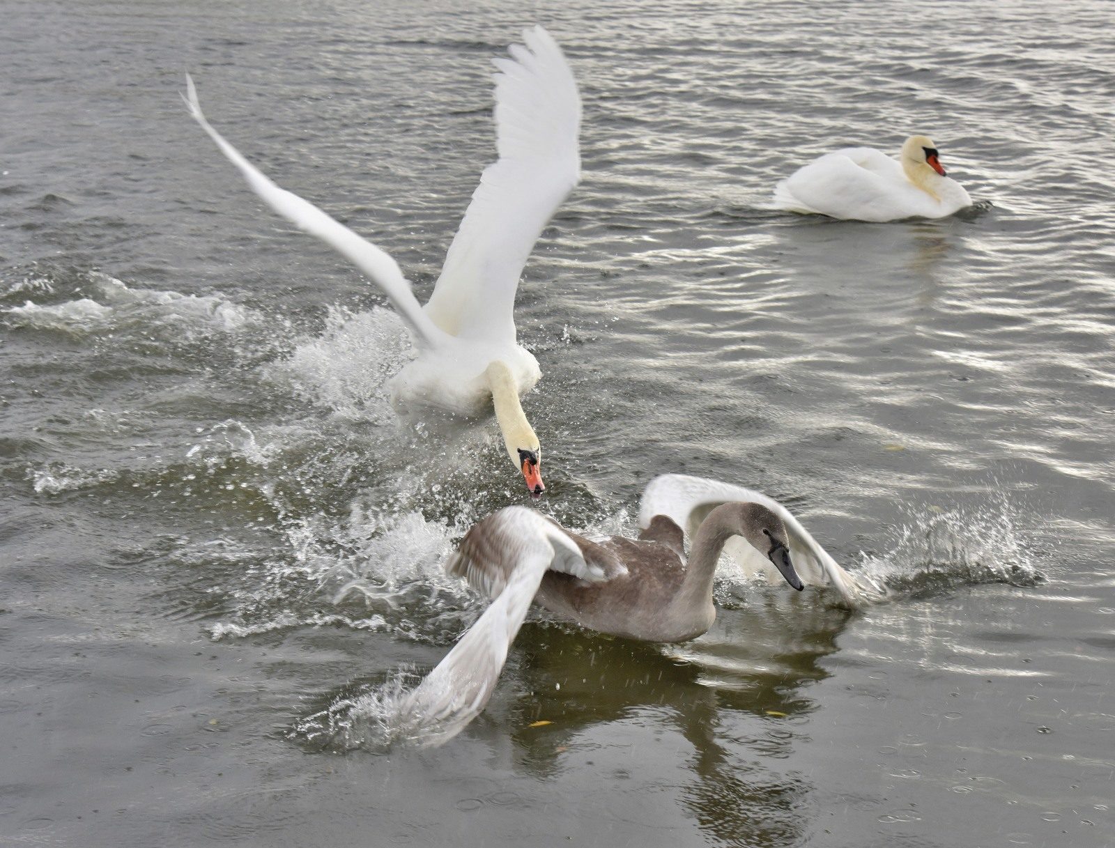 Valokuvaaja: Reijo Juurinen