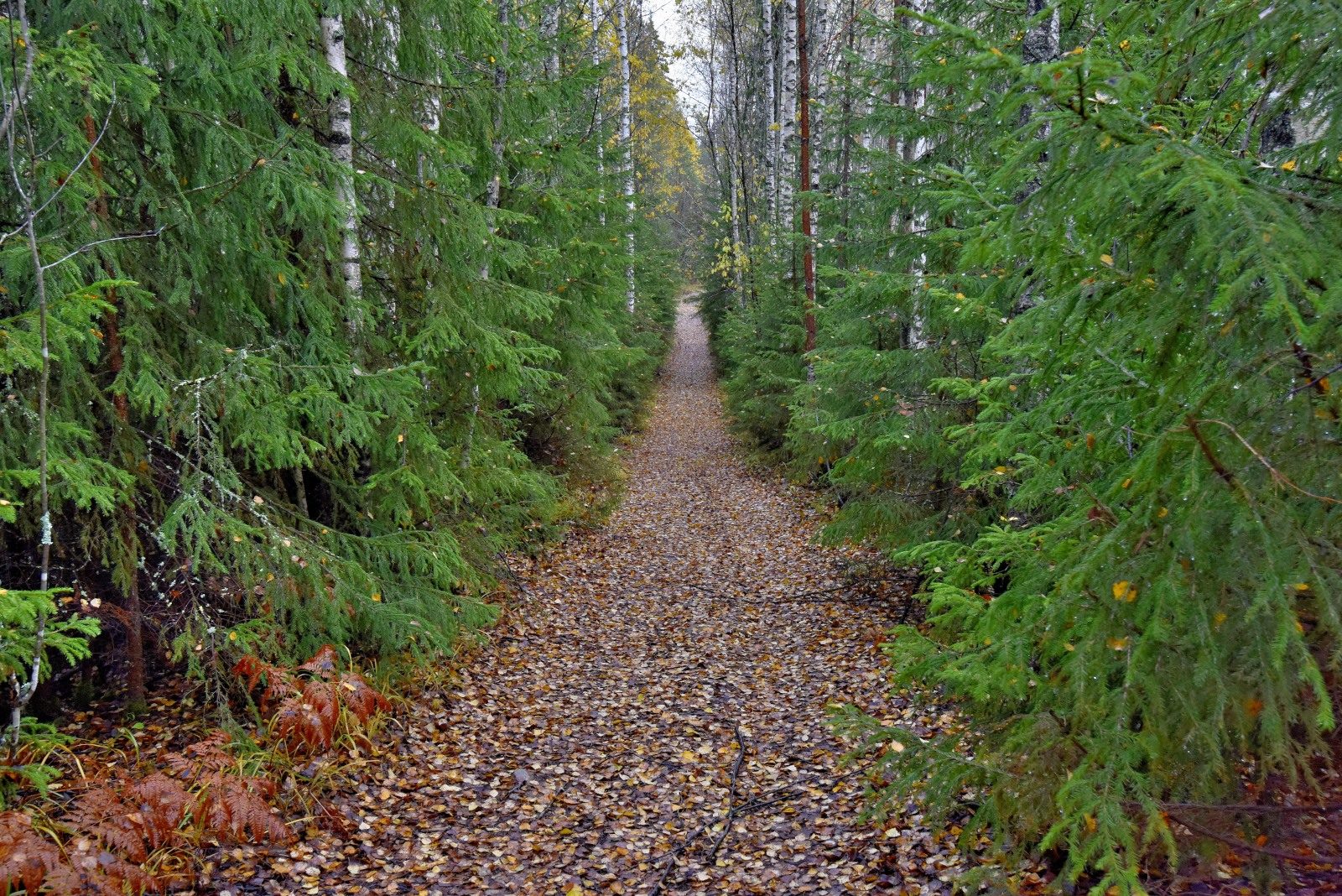 Valokuvaaja: Reijo Juurinen
