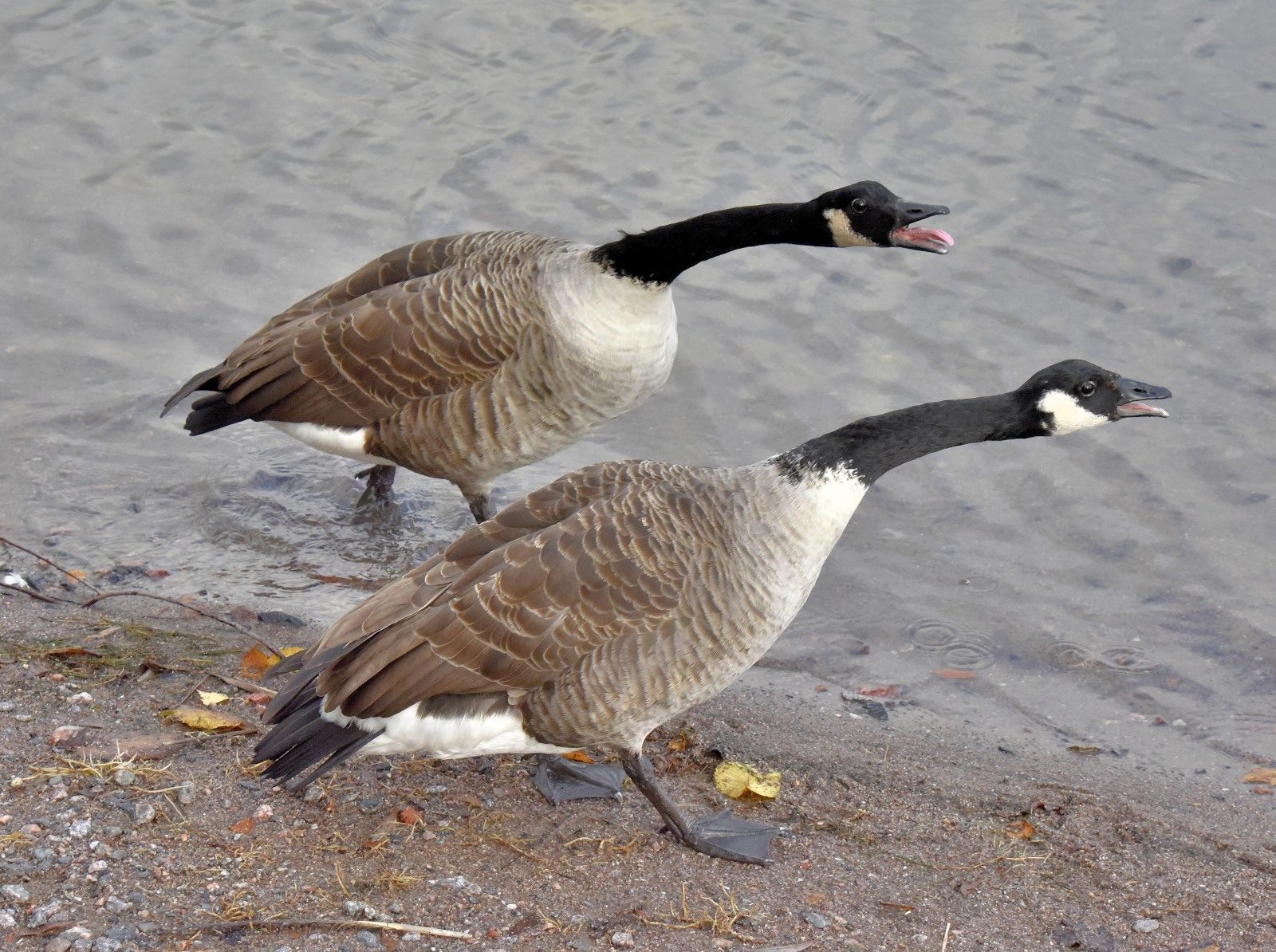 Valokuvaaja: Reijo Juurinen Valokuvaaja: Reijo Juurinen