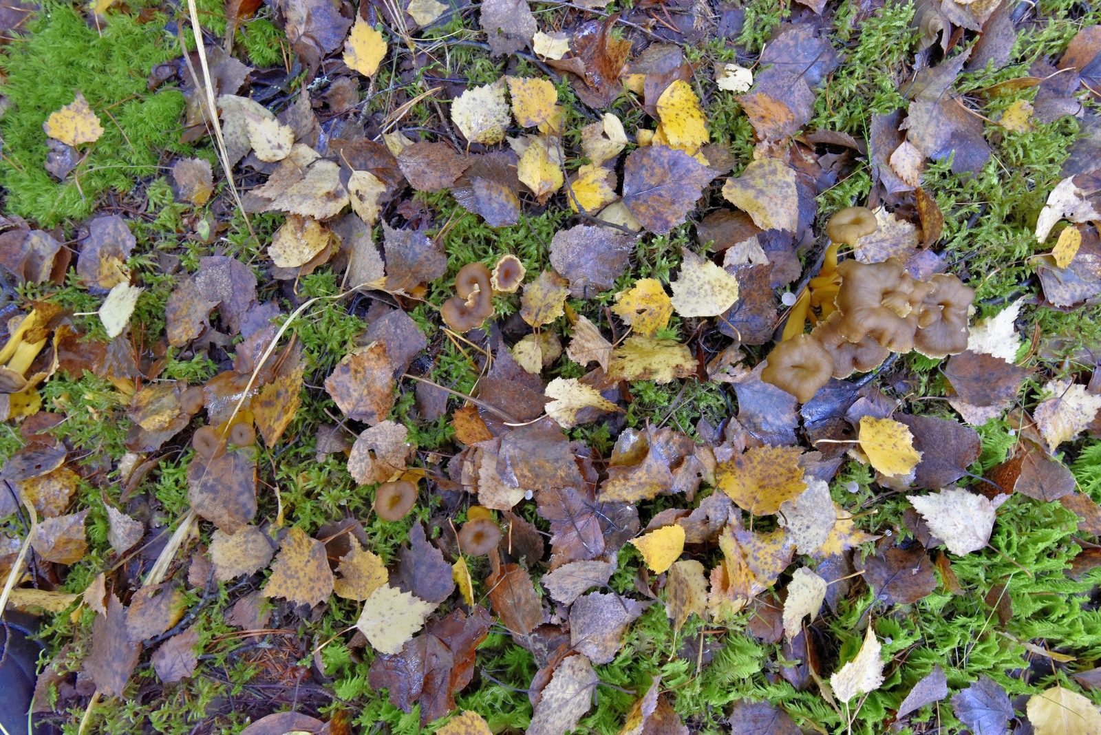 Valokuvaaja: Reijo Juurinen Valokuvaaja: Reijo Juurinen