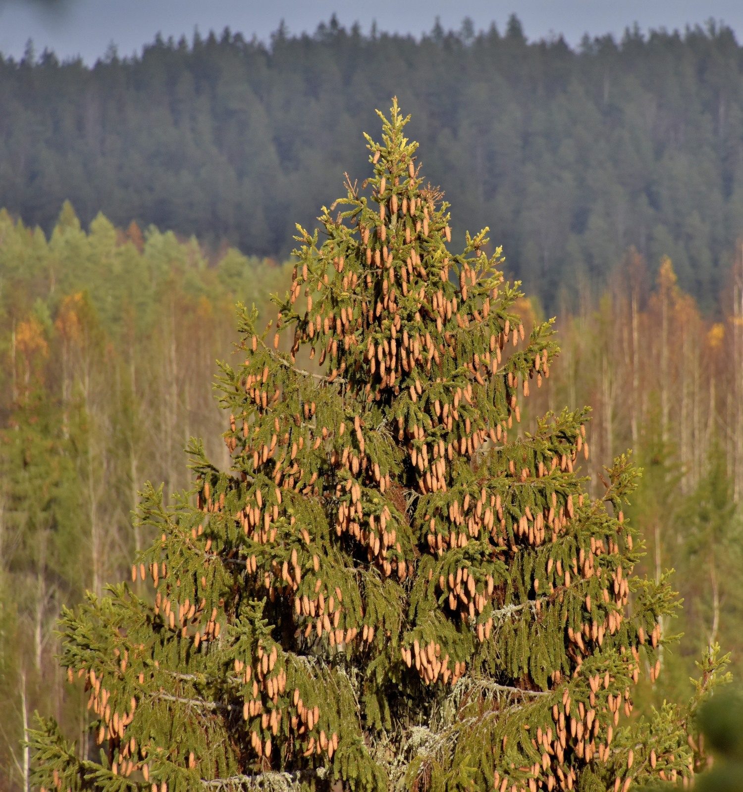 Valokuvaaja: Reijo Juurinen Valokuvaaja: Reijo Juurinen