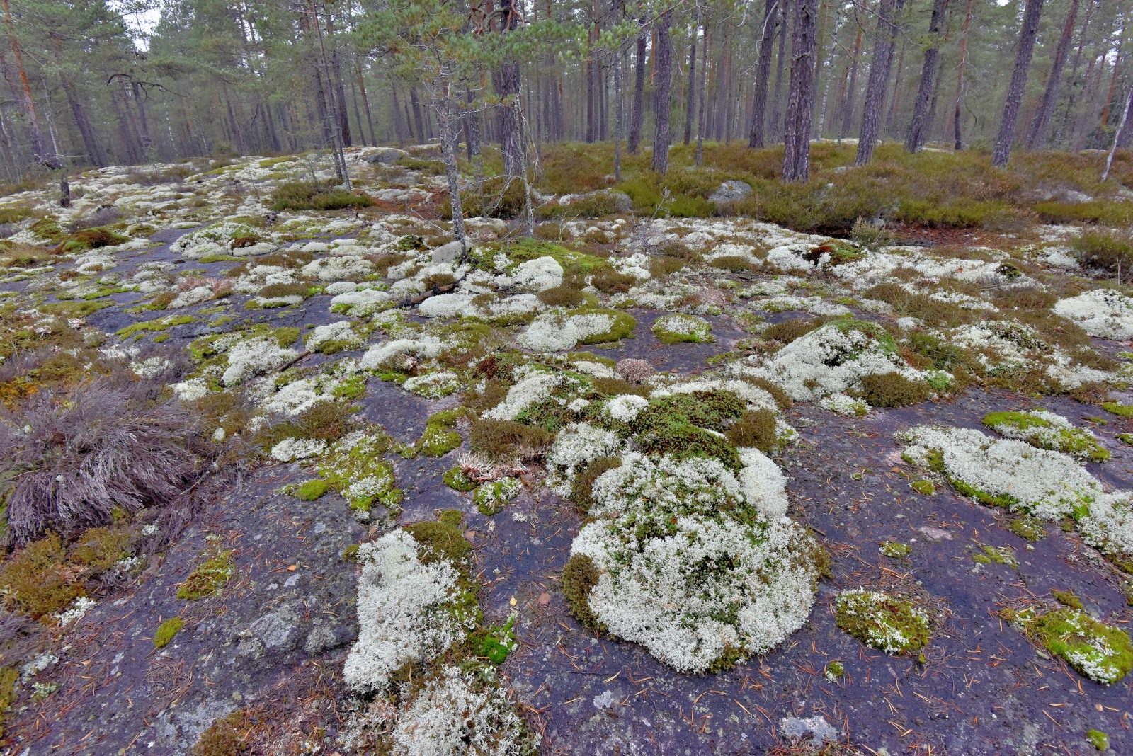 Valokuvaaja: Reijo Juurinen