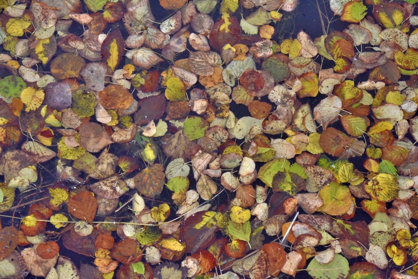 Valokuvaaja: Reijo Juurinen