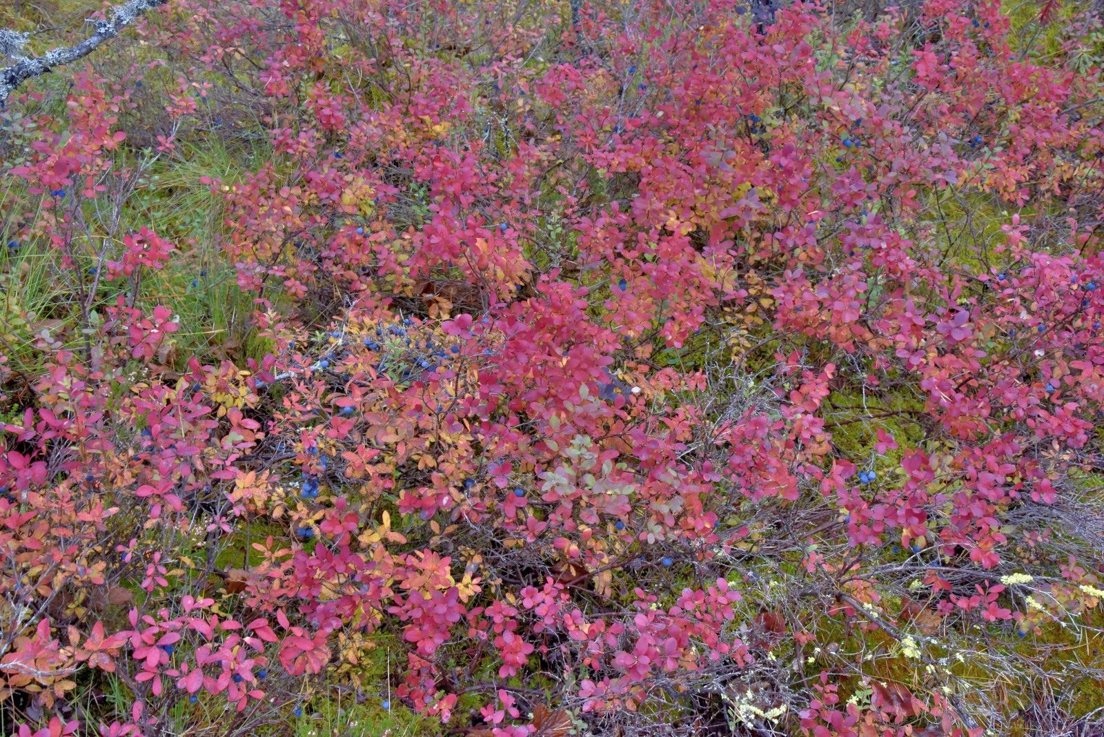 Valokuvaaja: Reijo Juurinen