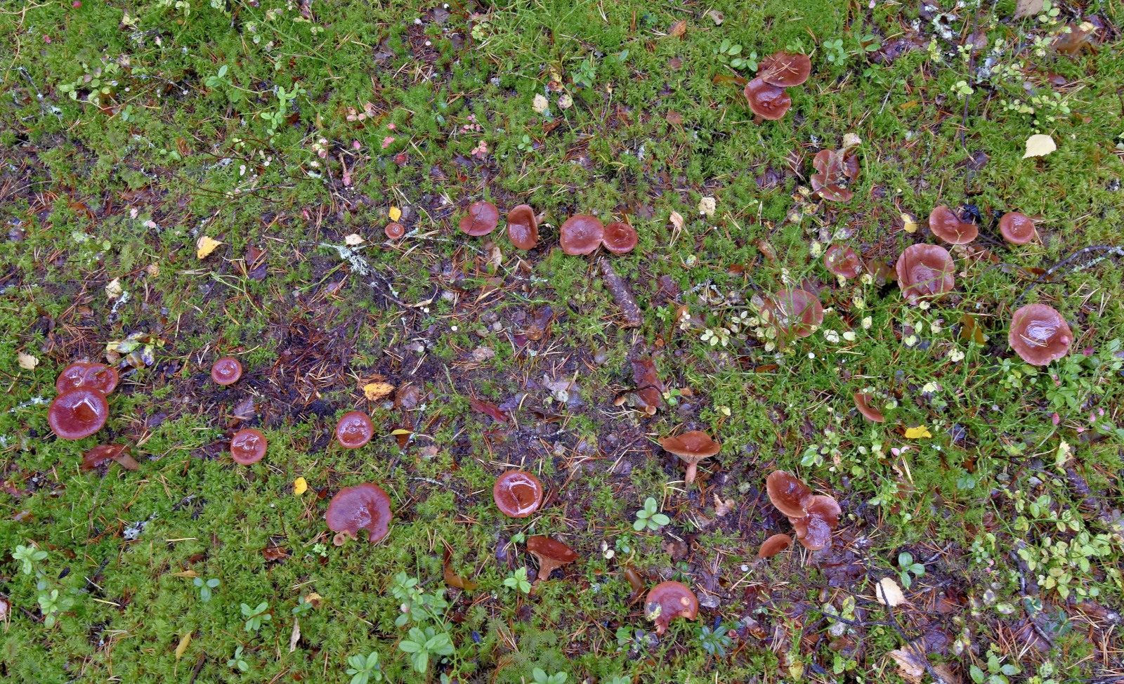 Valokuvaaja: Reijo Juurinen