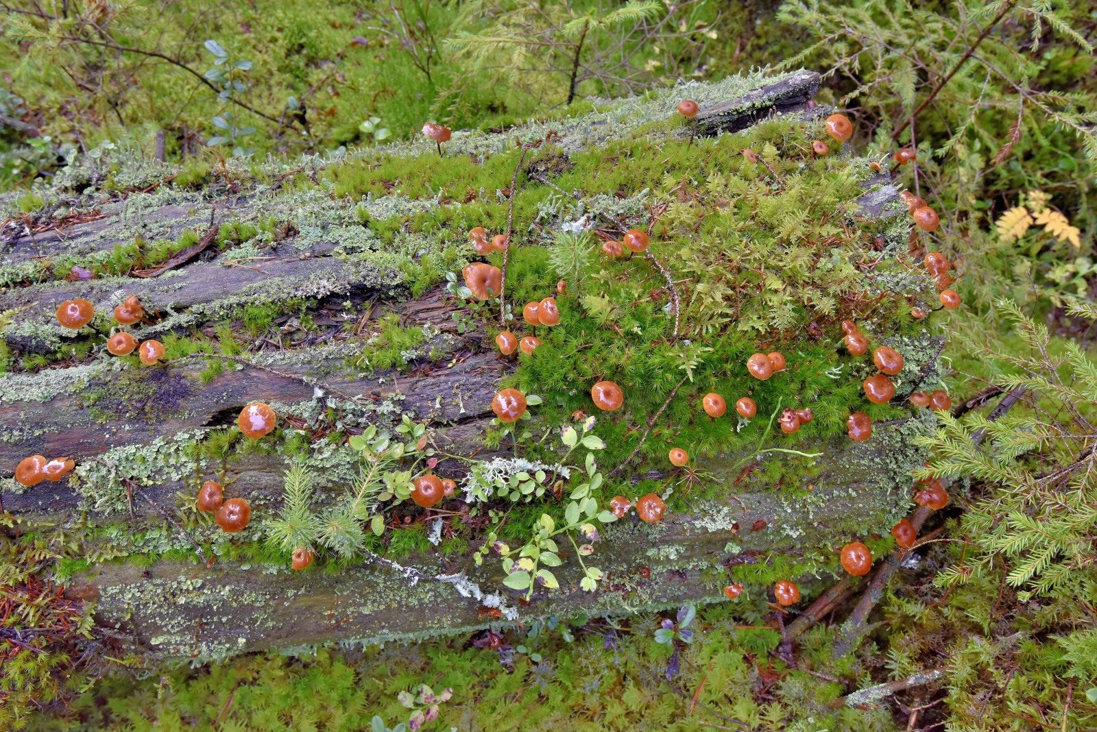 Valokuvaaja: Reijo Juurinen