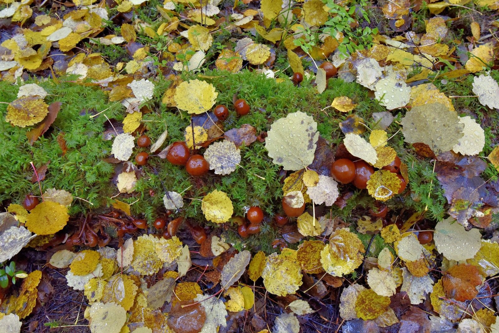 Valokuvaaja: Reijo Juurinen
