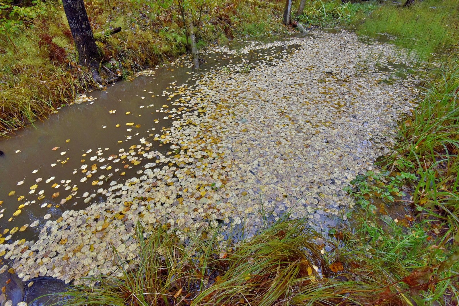 Valokuvaaja: Reijo Juurinen Valokuvaaja: Reijo Juurinen