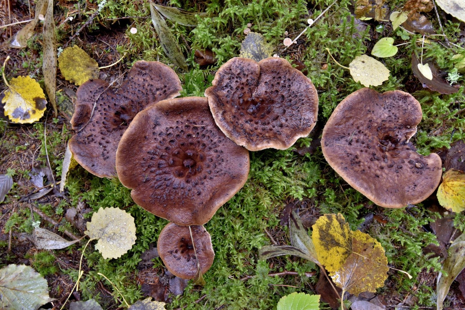 Valokuvaaja: Reijo Juurinen Valokuvaaja: Reijo Juurinen