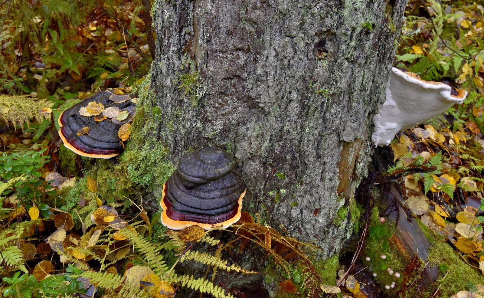 Valokuvaaja: Reijo Juurinen