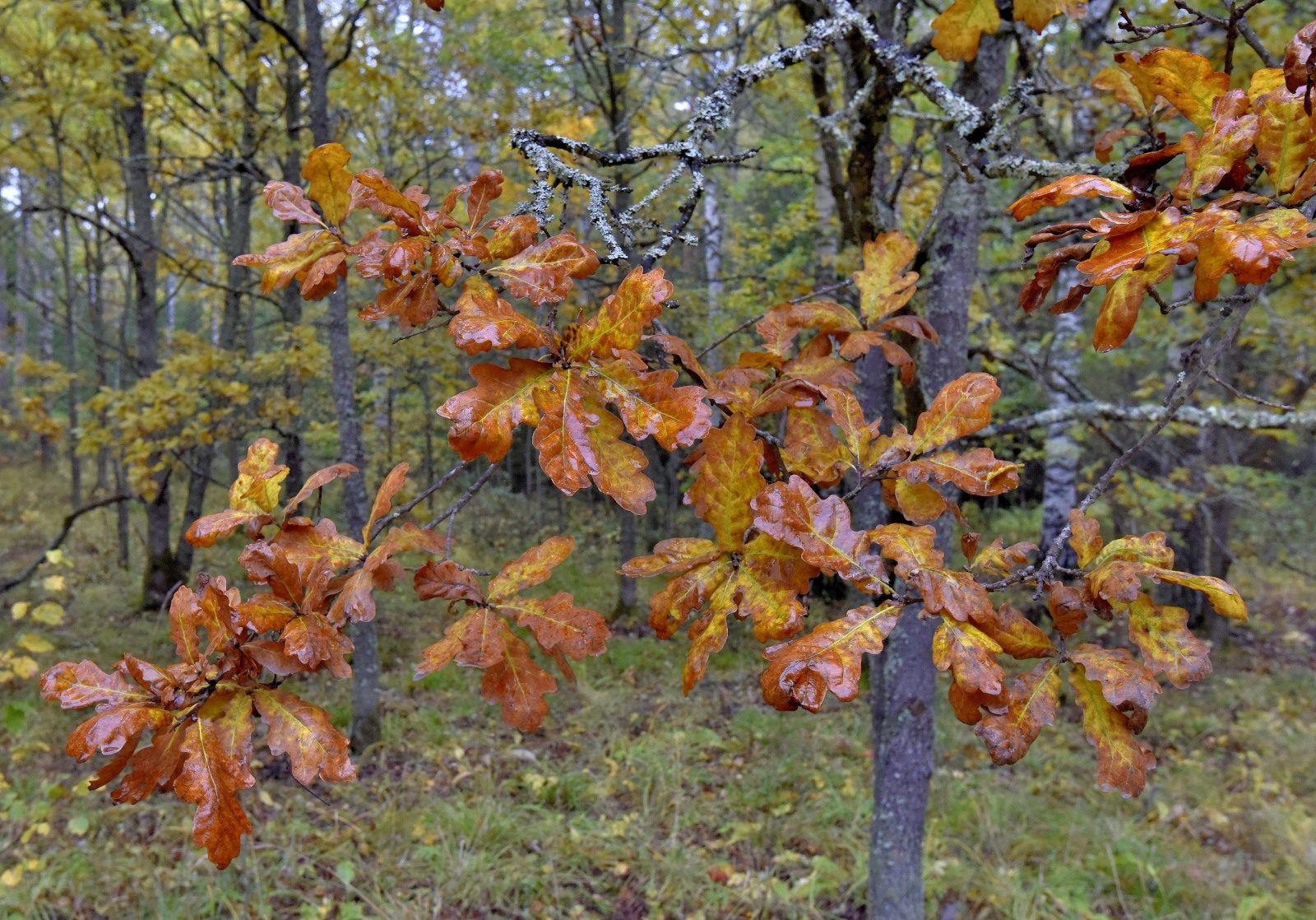 Valokuvaaja: Reijo Juurinen Valokuvaaja: Reijo Juurinen