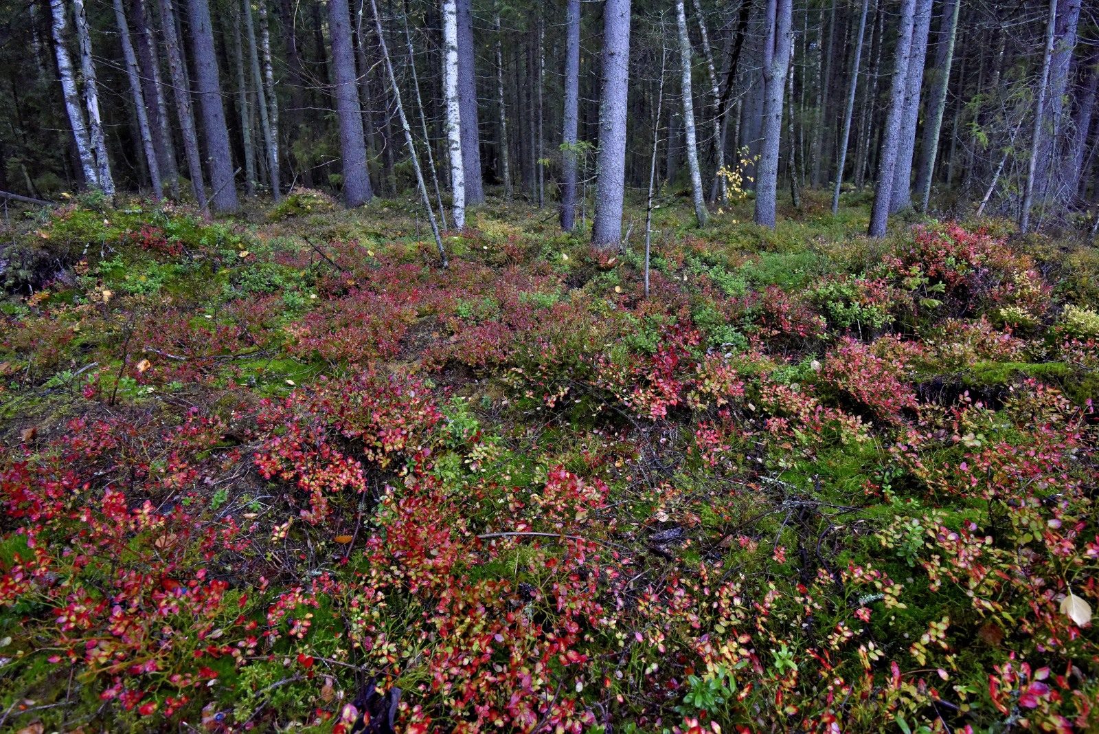 Valokuvaaja: Reijo Juurinen