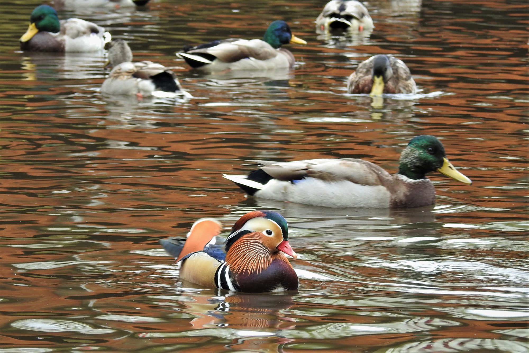 Valokuvaaja: Maarit Siitonen