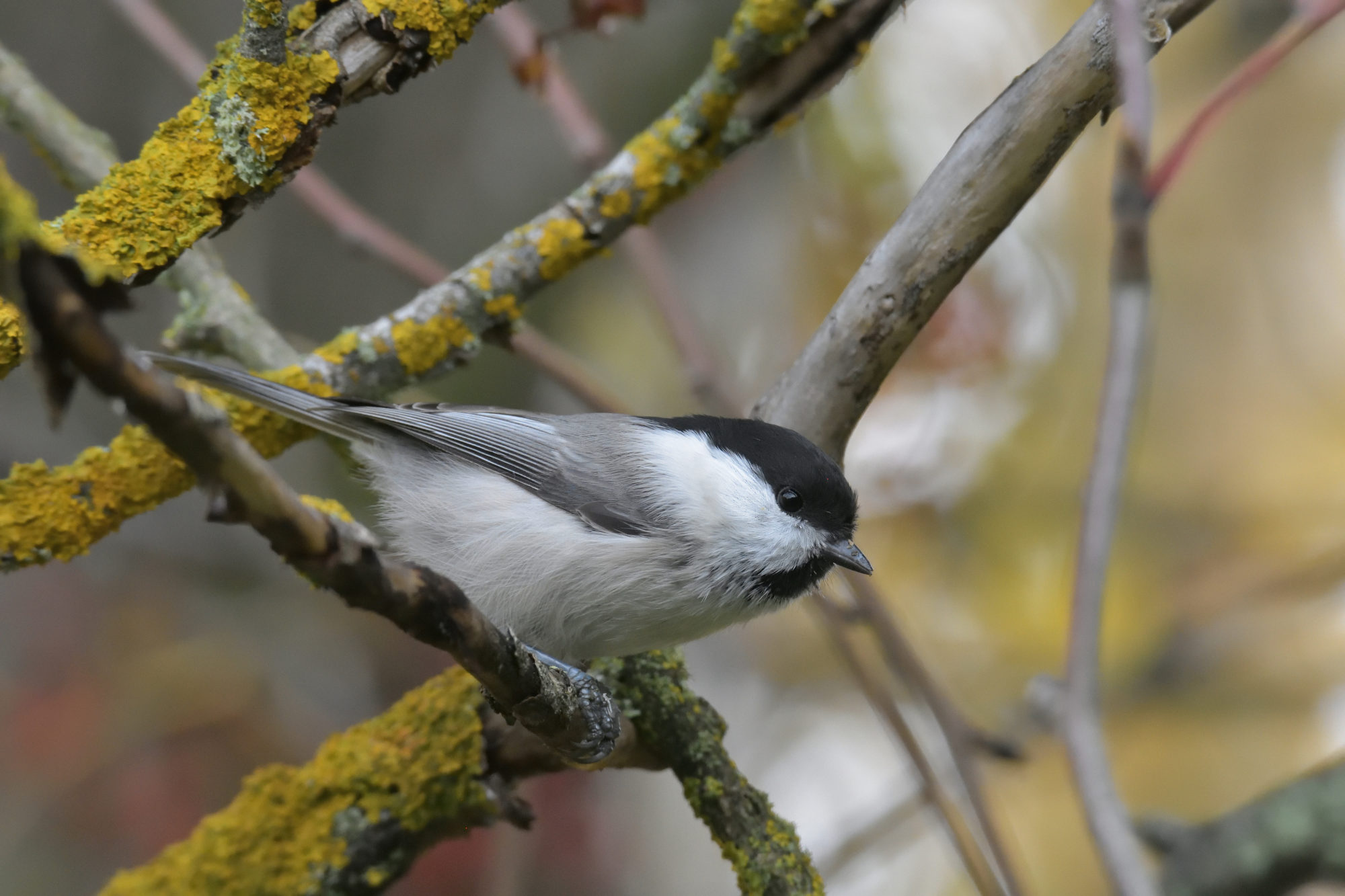 Valokuvaaja: Asko Heikkinen
