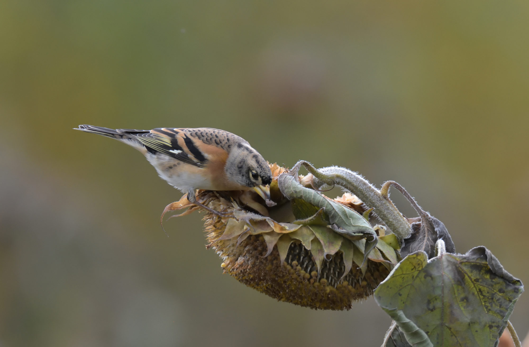 Valokuvaaja: Asko Heikkinen