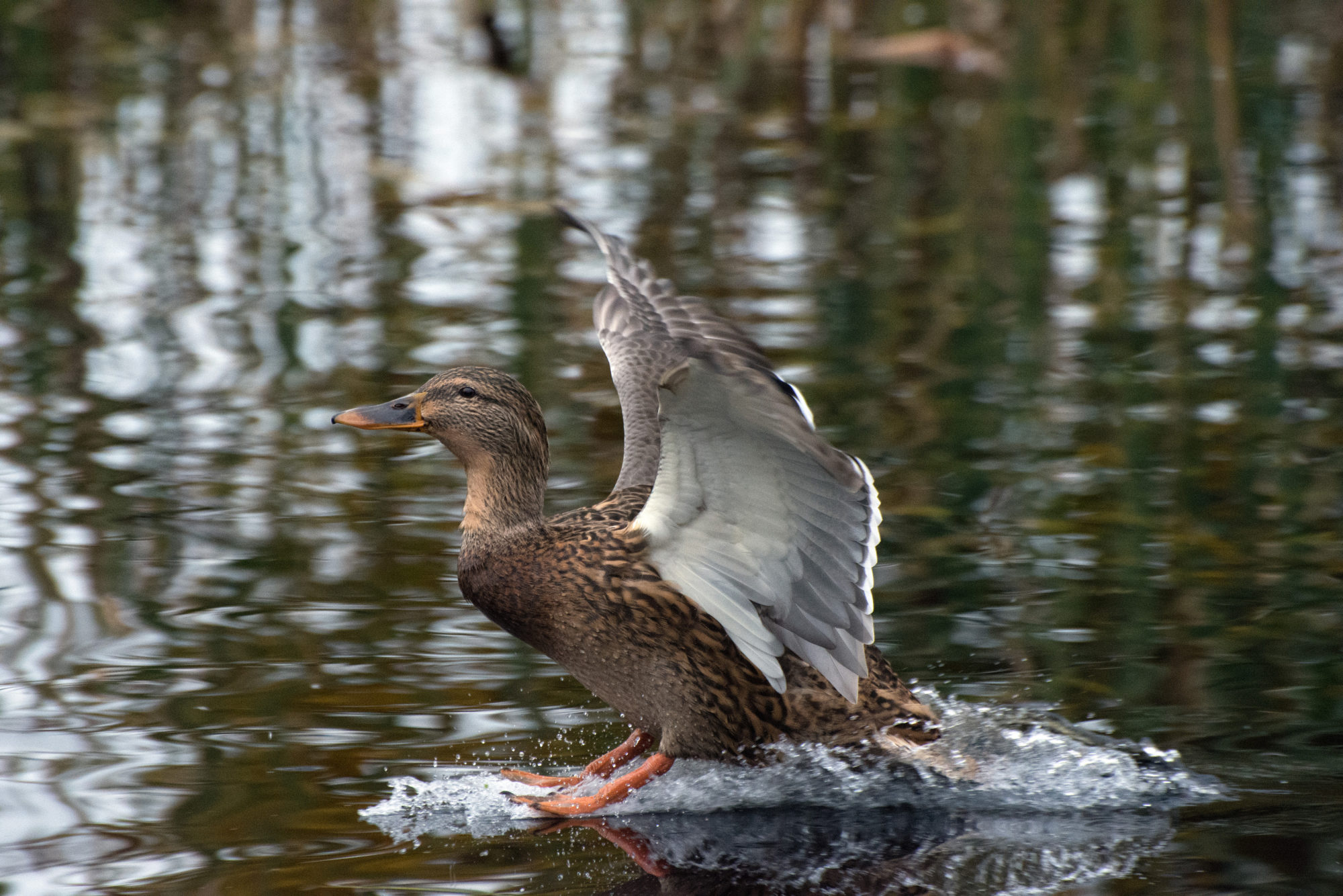 Valokuvaaja: Paavo Siukonen Valokuvaaja: Paavo Siukonen