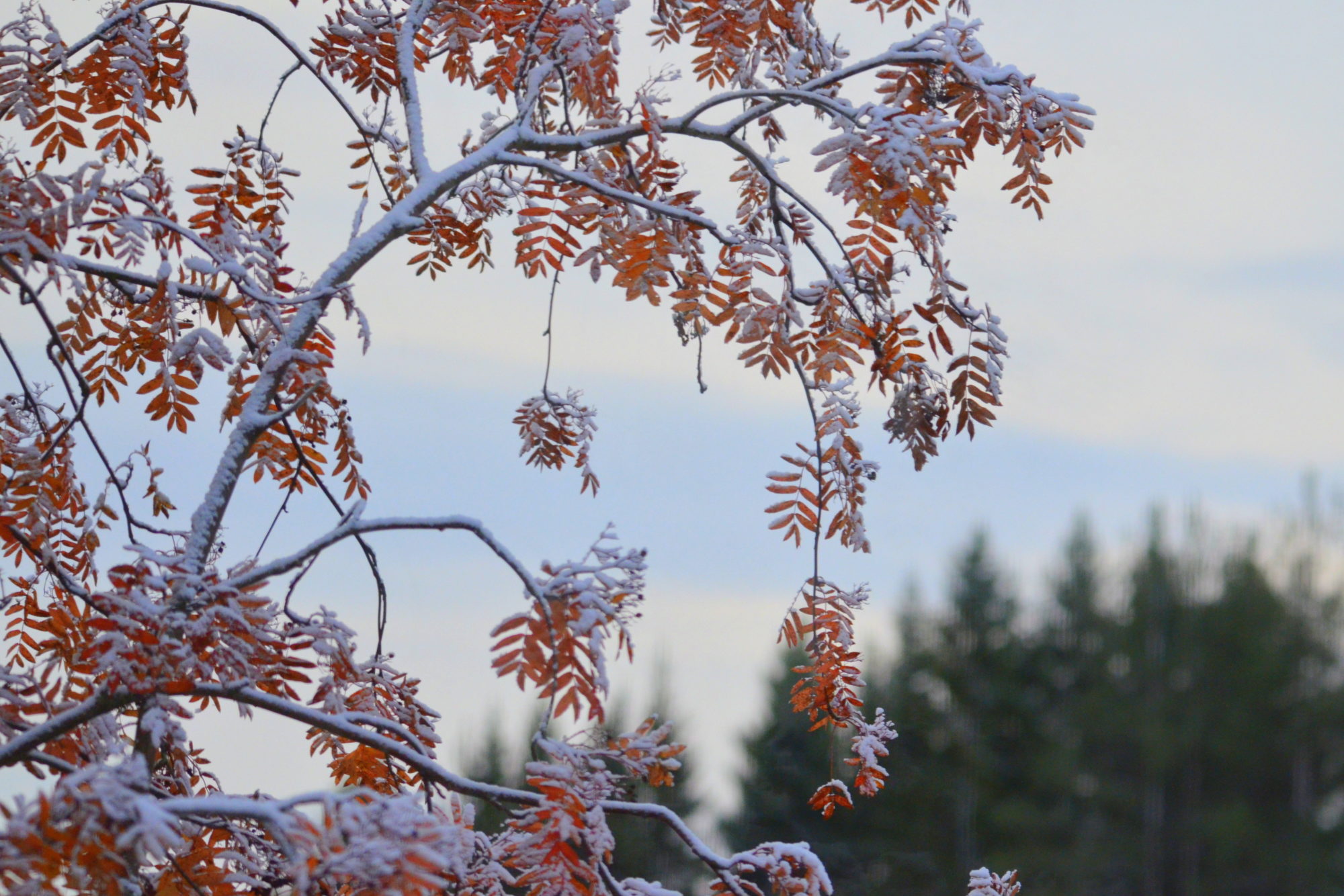 Valokuvaaja: Kalle Asikainen