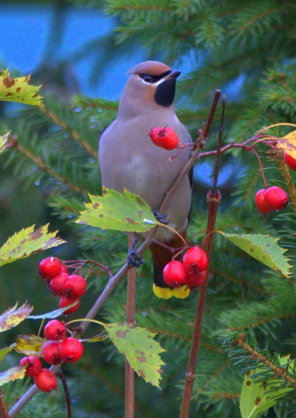 Valokuvaaja: Tapio Keinonen