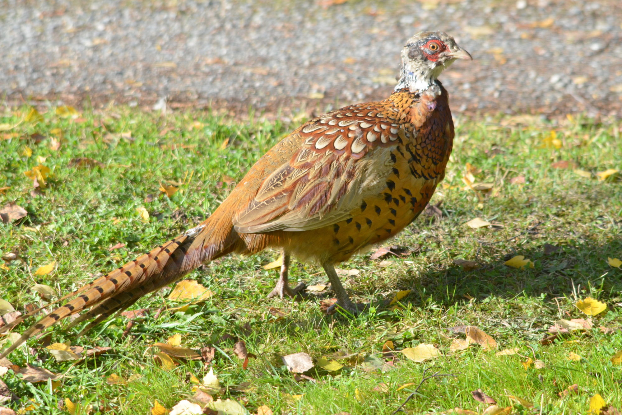 Valokuvaaja: Kaarlo Asikainen