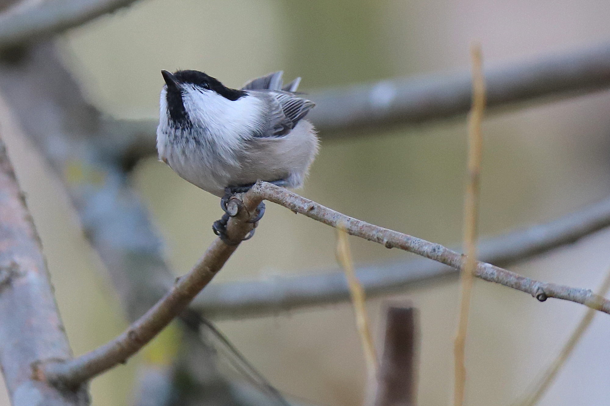 Valokuvaaja: sirpa jyske