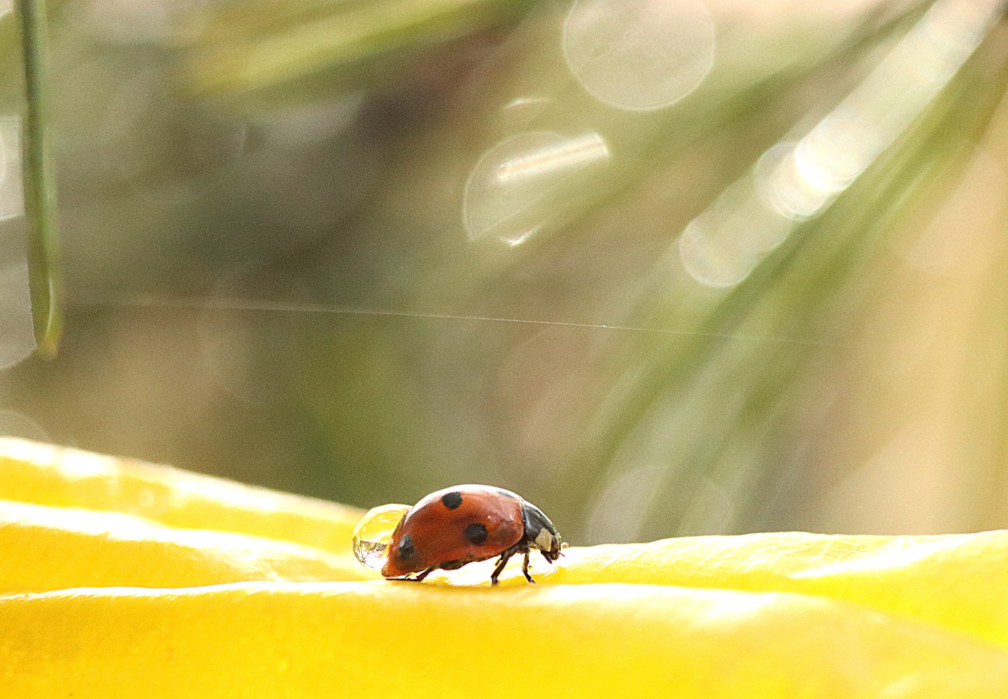 Valokuvaaja: Irja Lehtinen