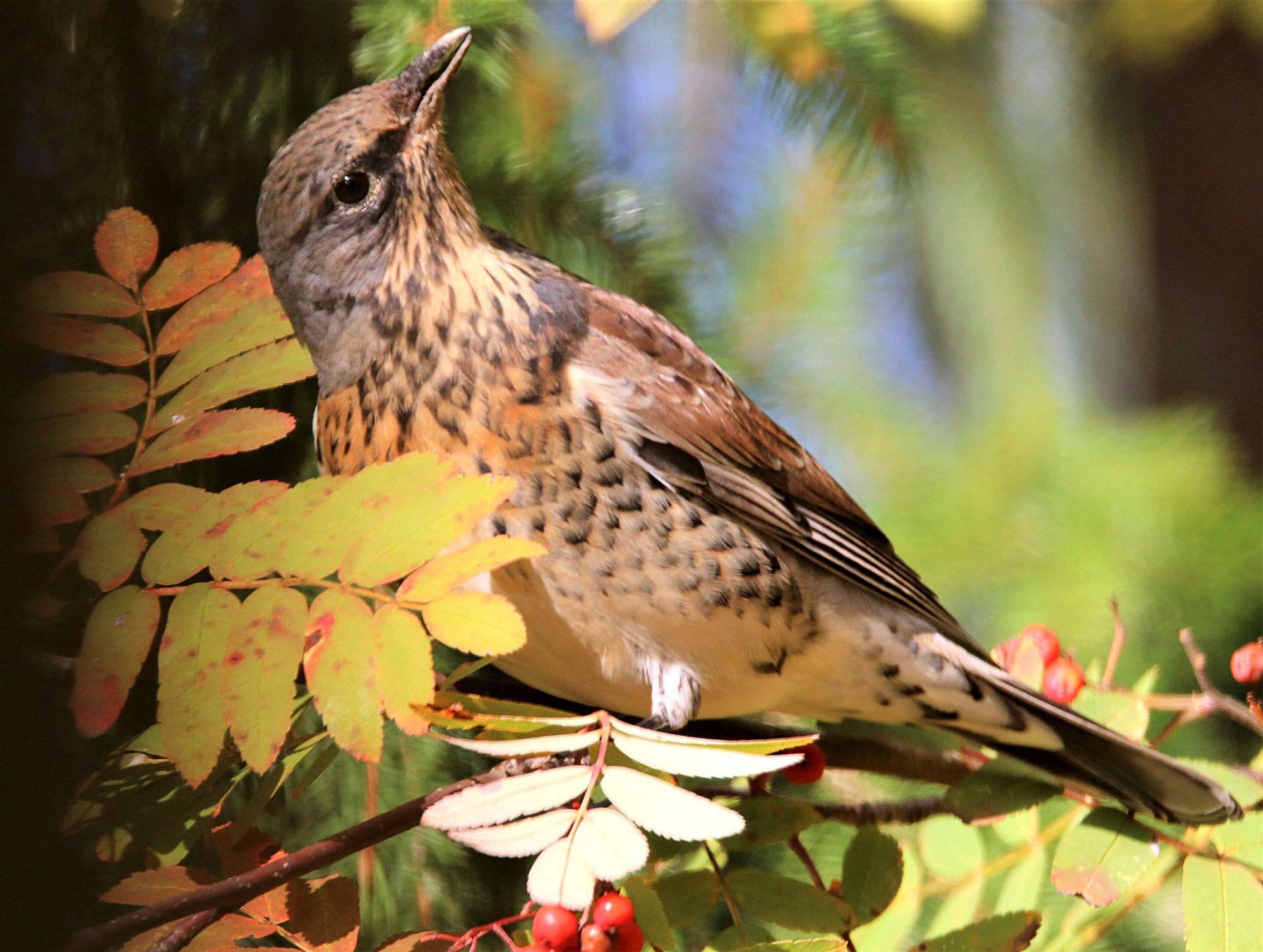 Valokuvaaja: Irja Lehtinen
