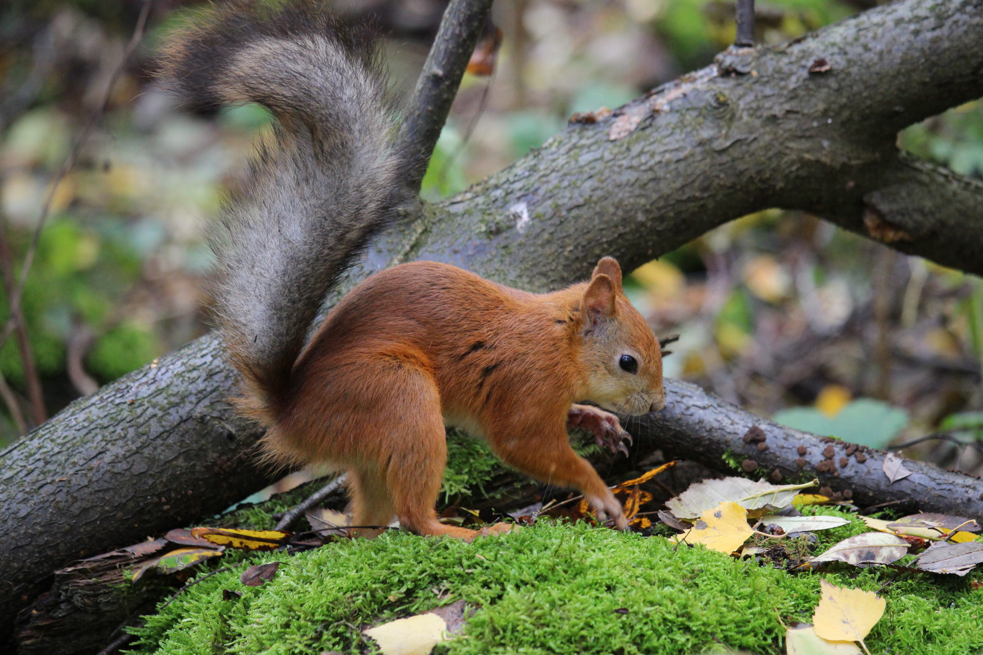 Valokuvaaja: Kirsi-Marja Joenpolvi