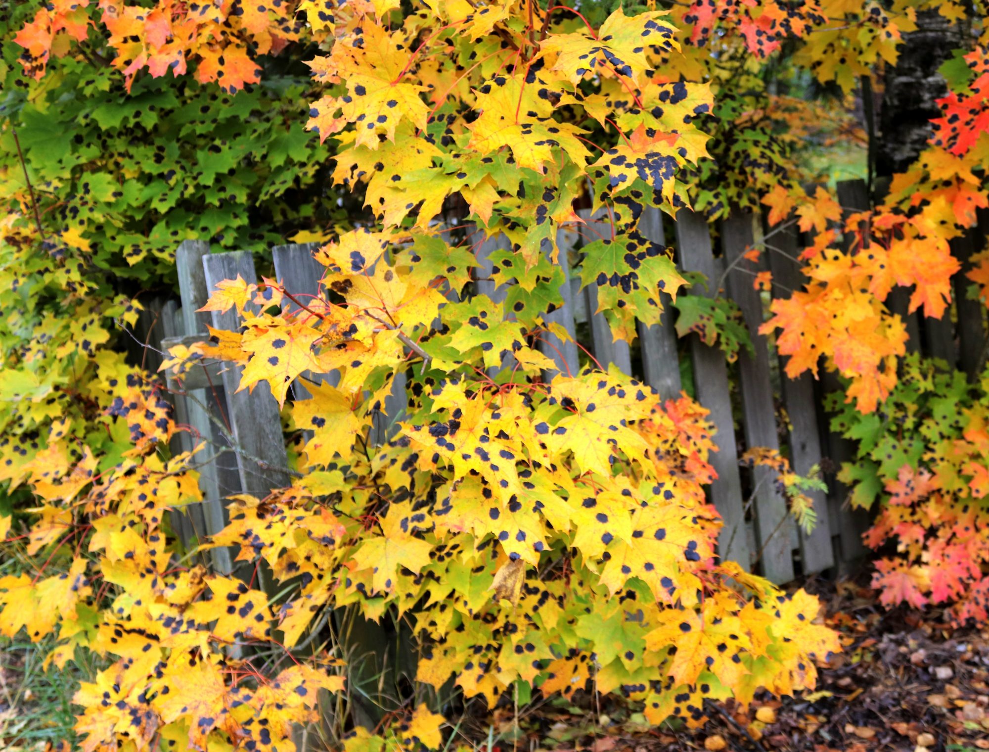 Valokuvaaja: Irja Lehtinen