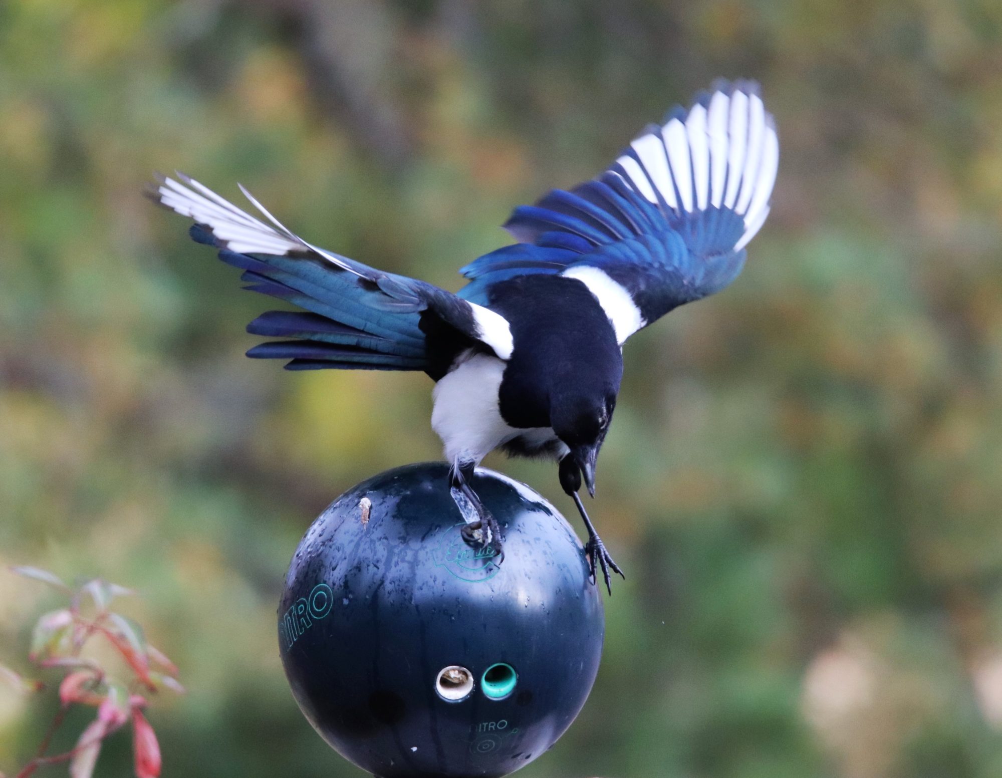 Valokuvaaja: Irja Lehtinen