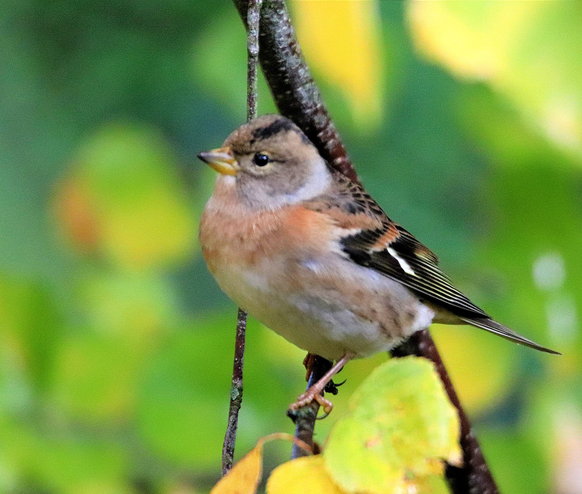 Valokuvaaja: Irja Lehtinen