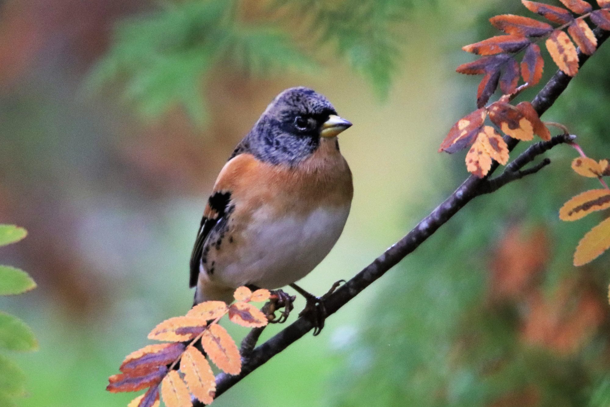 Valokuvaaja: Irja Lehtinen