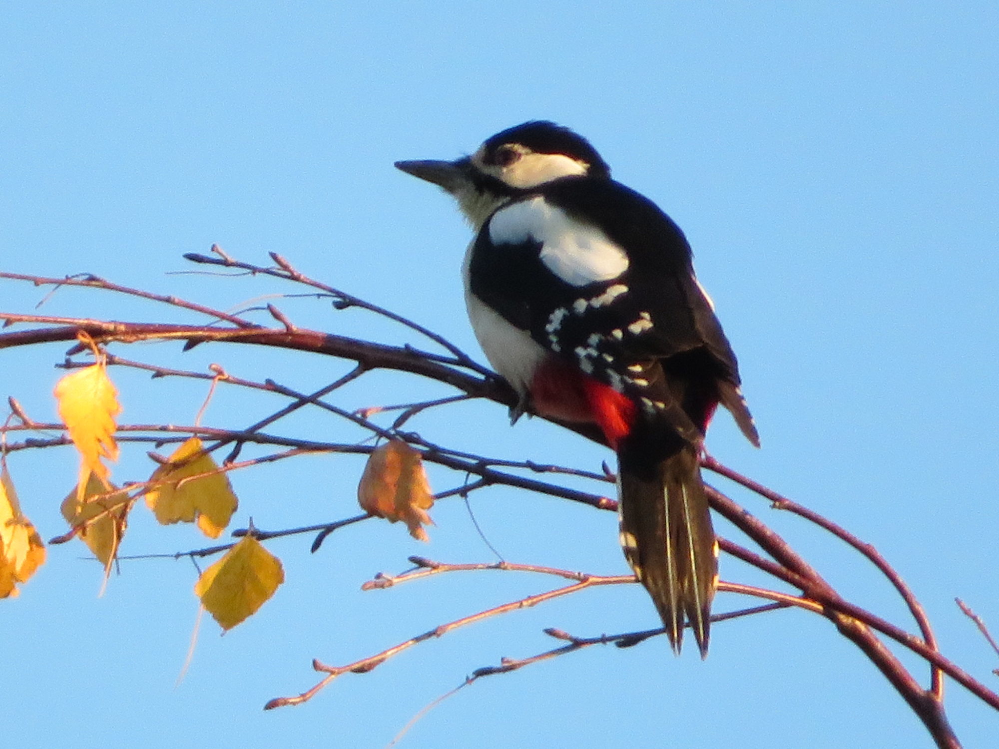 Valokuvaaja: Risto Kangassalo