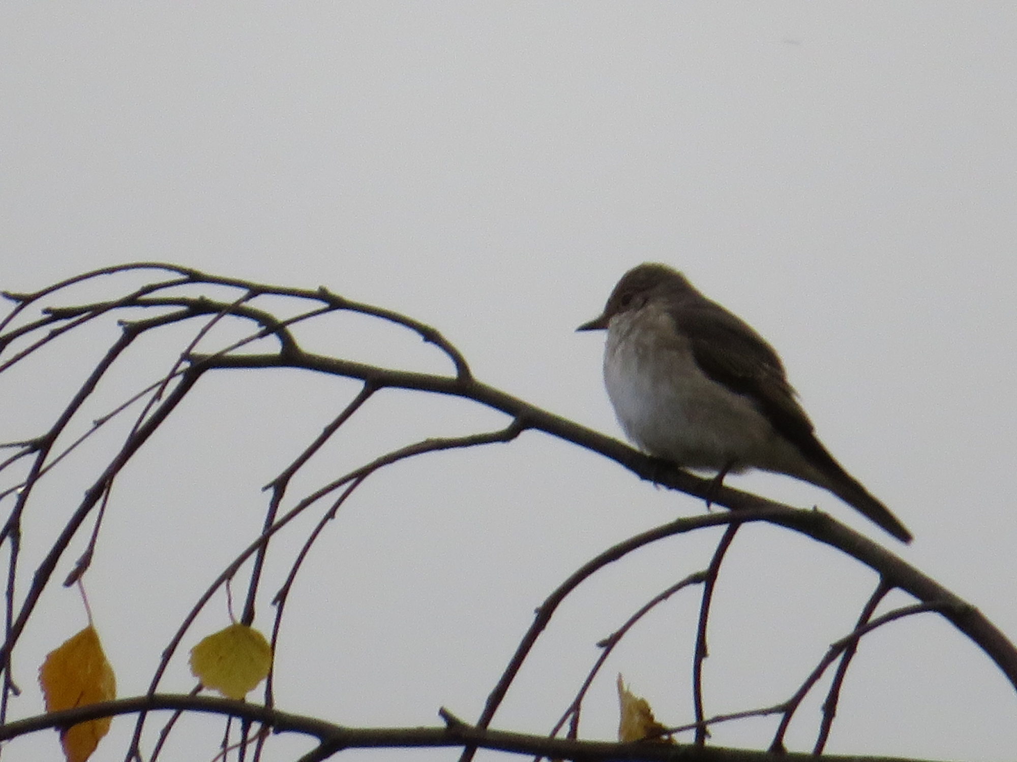 Valokuvaaja: Risto Kangassalo
